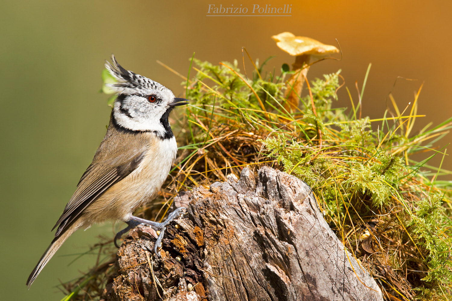 Canon EF 500mm F4L IS II USM sample photo. Cincia dal ciuffo photography