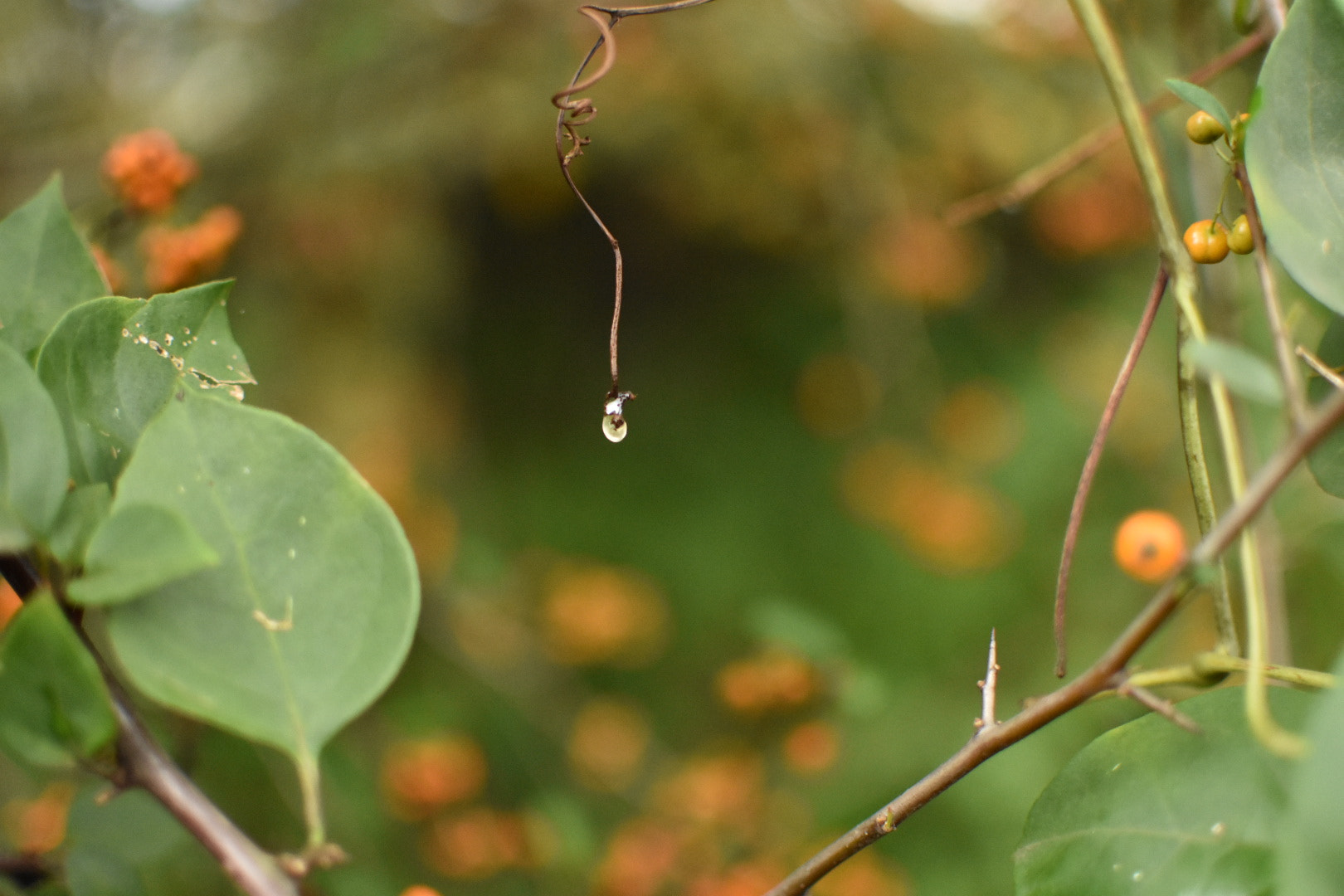 Nikon D3400 + Nikon AF-S DX Nikkor 35mm F1.8G sample photo. 润泽生命的晨露 photography