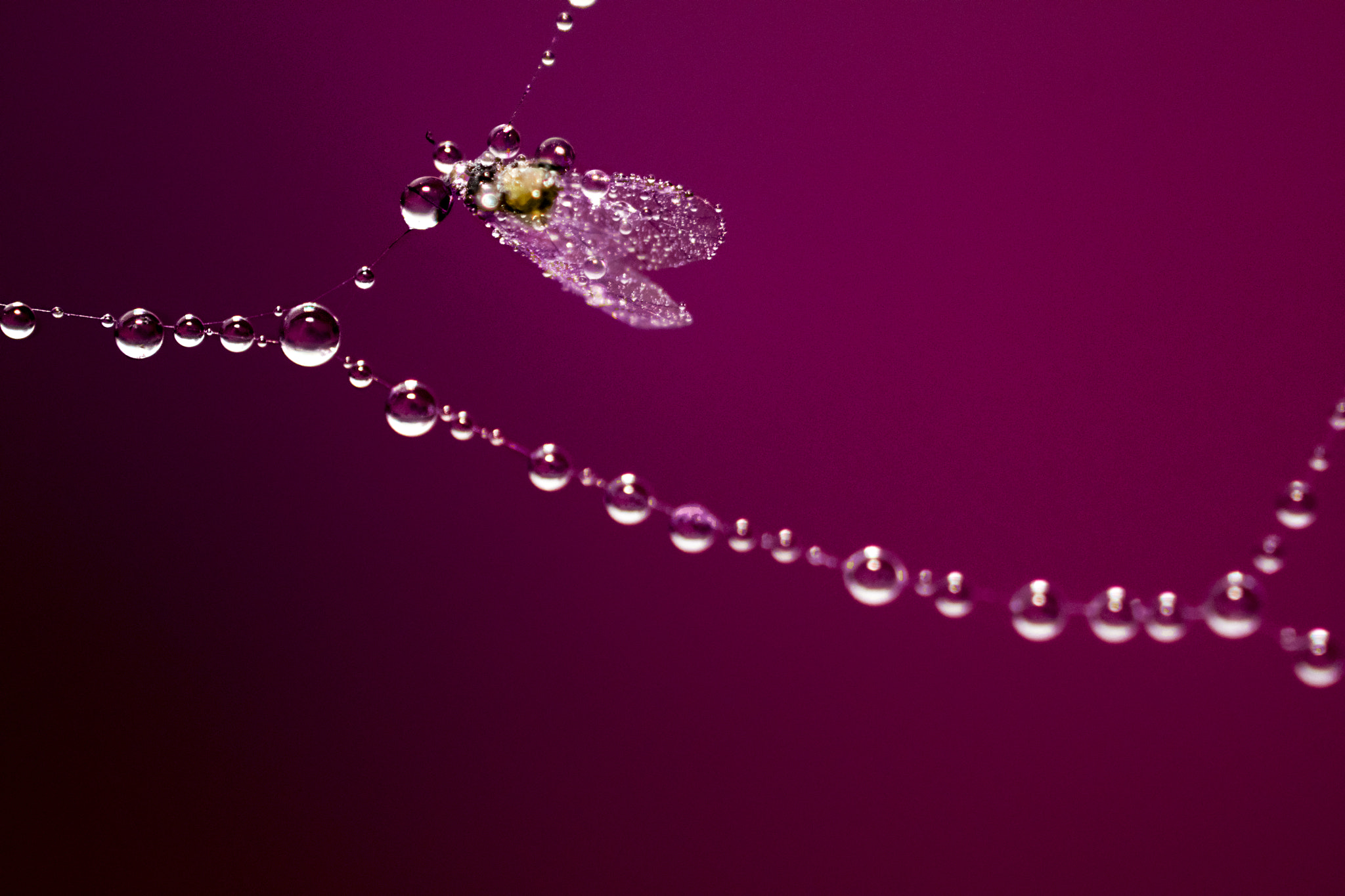 Nikon AF-S DX Micro Nikkor 40mm F2.8 sample photo. Caught in a trap sml photography