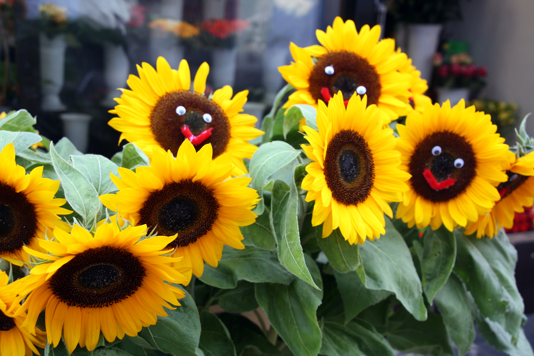 Canon EOS 1000D (EOS Digital Rebel XS / EOS Kiss F) sample photo. Silly sunflowers photography