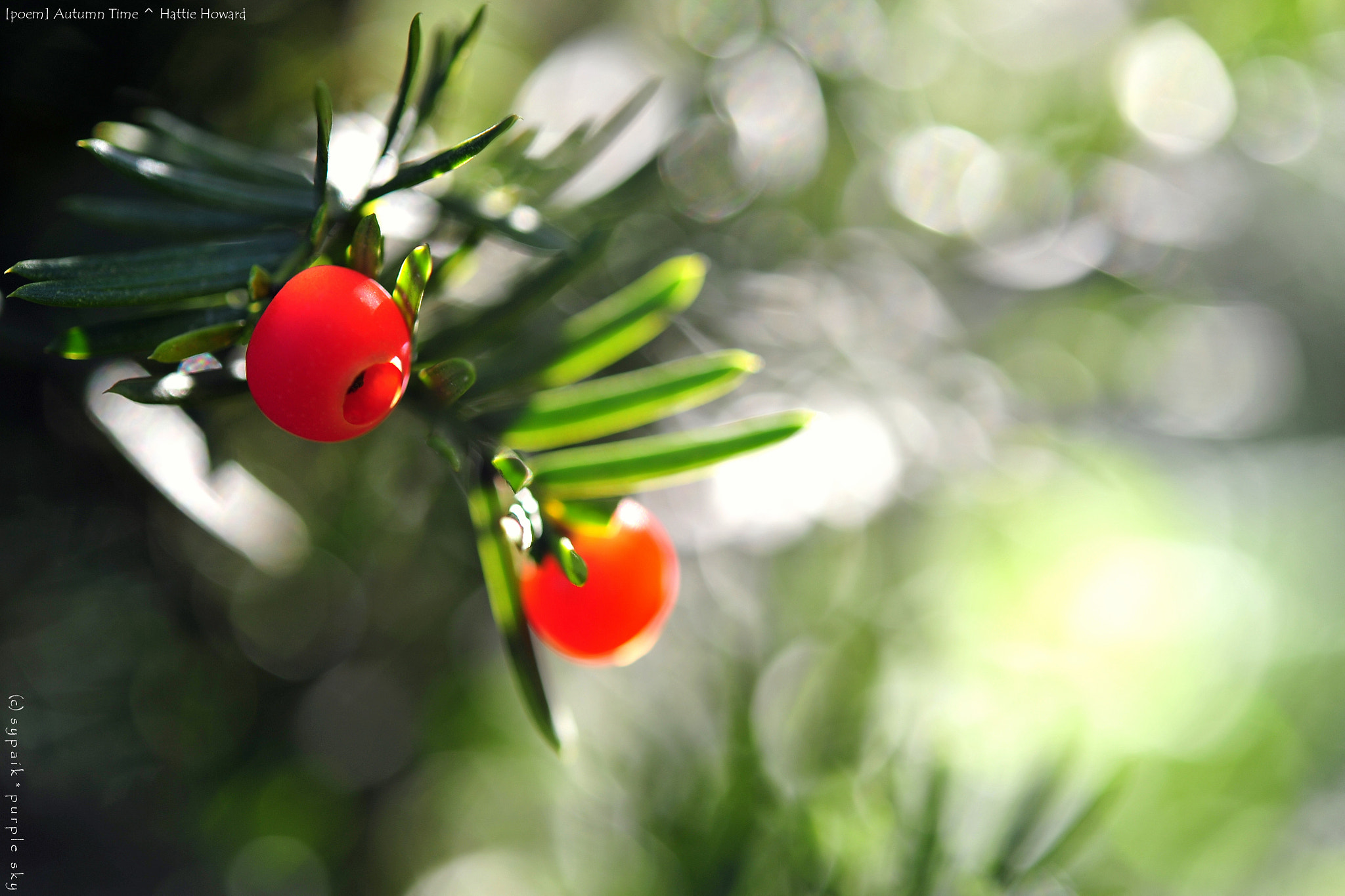 Nikon AF-S Micro-Nikkor 60mm F2.8G ED sample photo. Autumn time iii photography