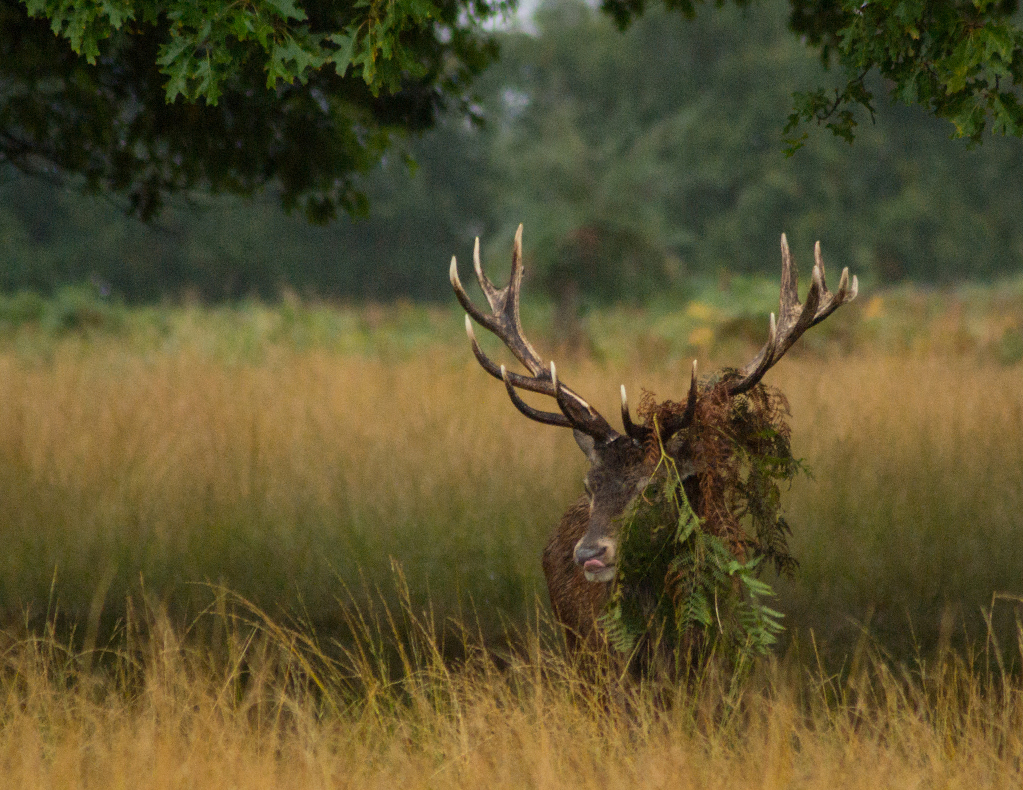 Tamron AF 70-300mm F4-5.6 Di LD Macro sample photo. Deer 6 photography