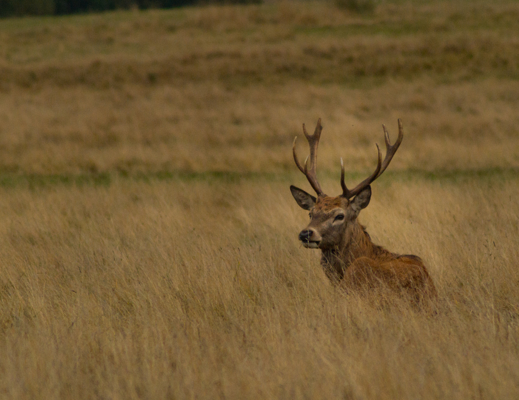 Tamron AF 70-300mm F4-5.6 Di LD Macro sample photo. Deer 5 photography