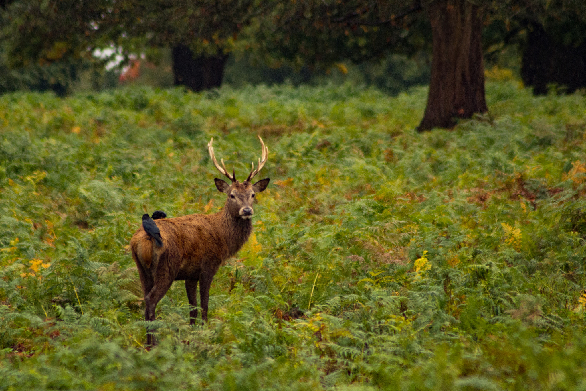 Tamron AF 70-300mm F4-5.6 Di LD Macro sample photo. Deer 4 photography