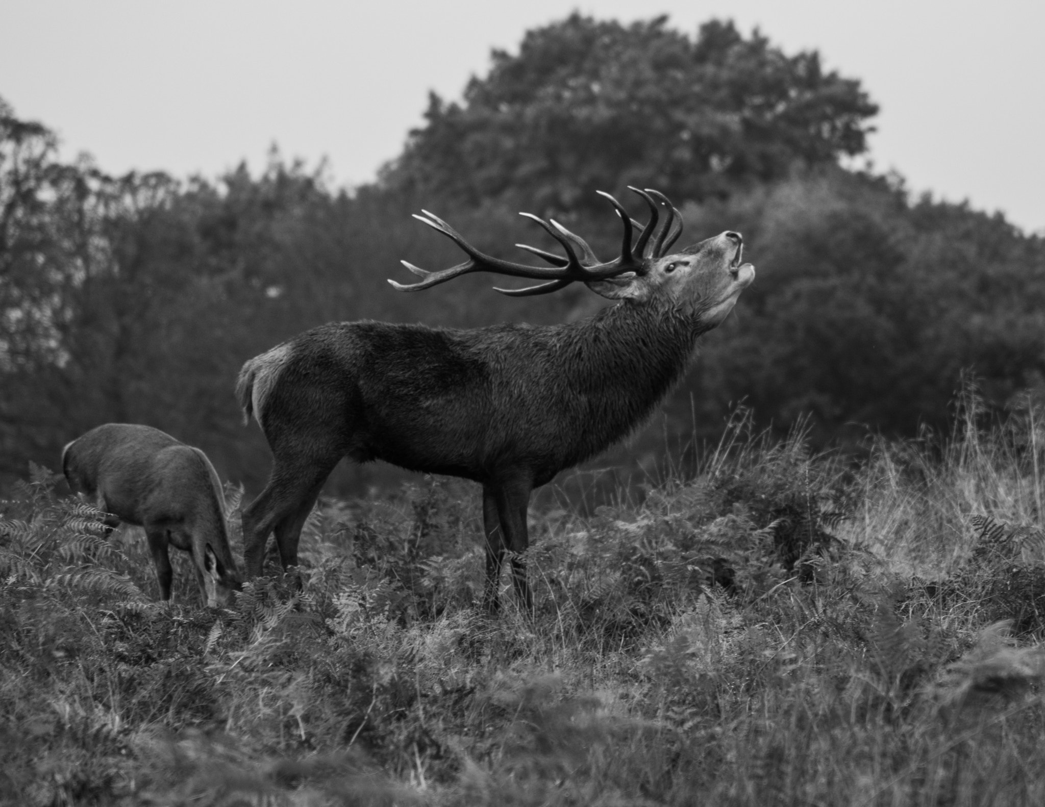 Tamron AF 70-300mm F4-5.6 Di LD Macro sample photo. Deer 3 photography