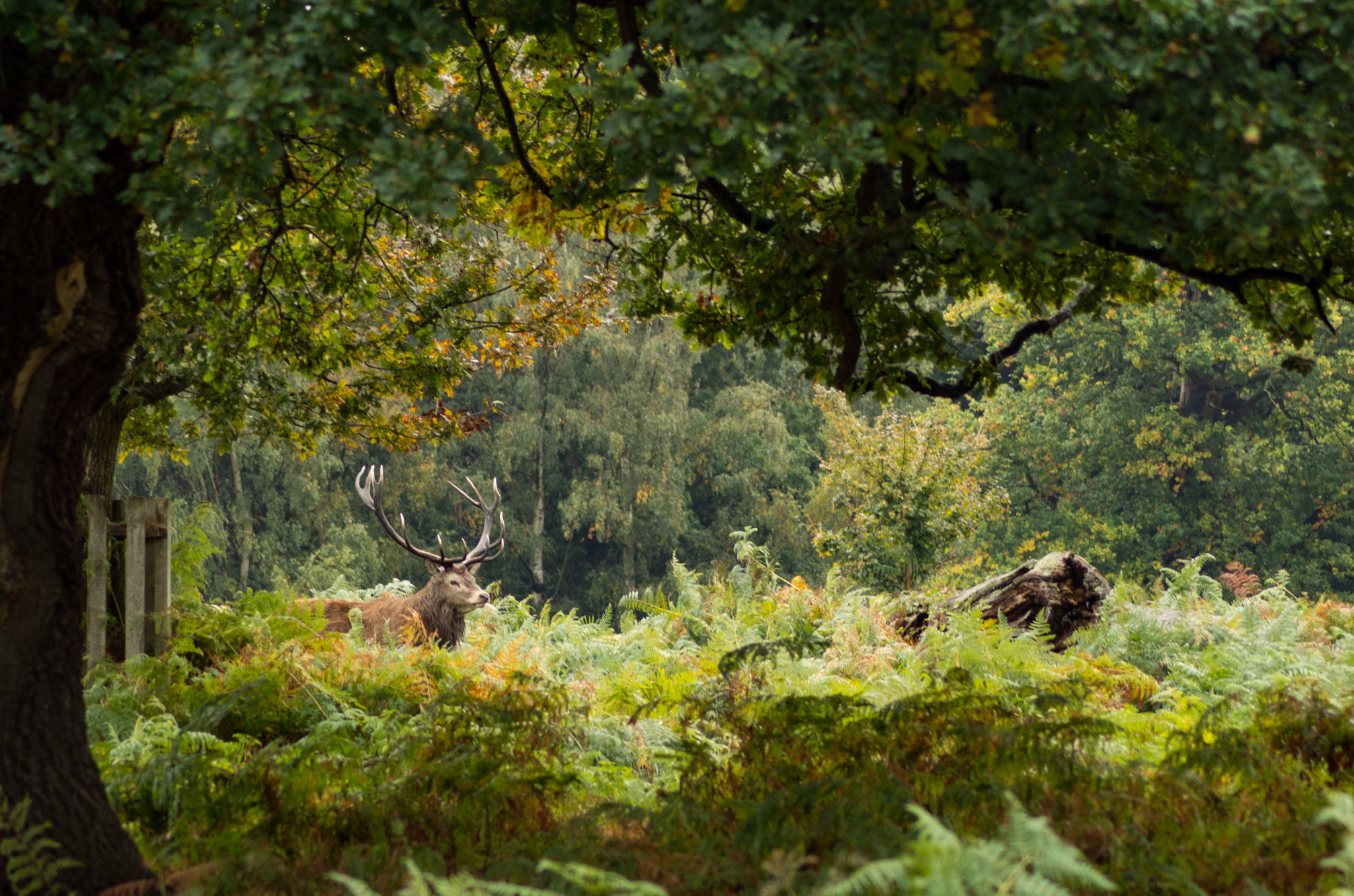 Tamron AF 70-300mm F4-5.6 Di LD Macro sample photo. Deer 2 photography