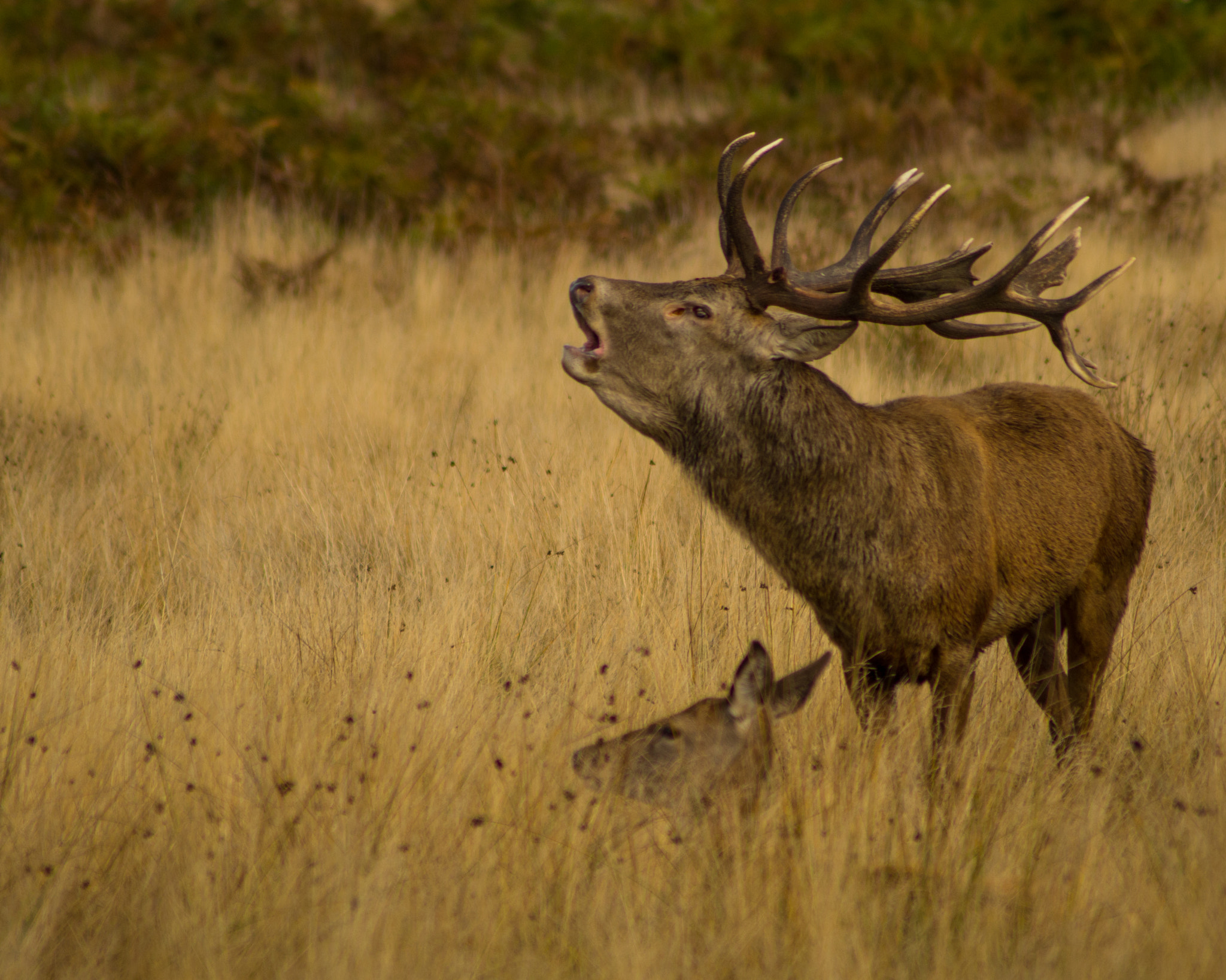 Pentax K-30 sample photo. Deer 1 photography