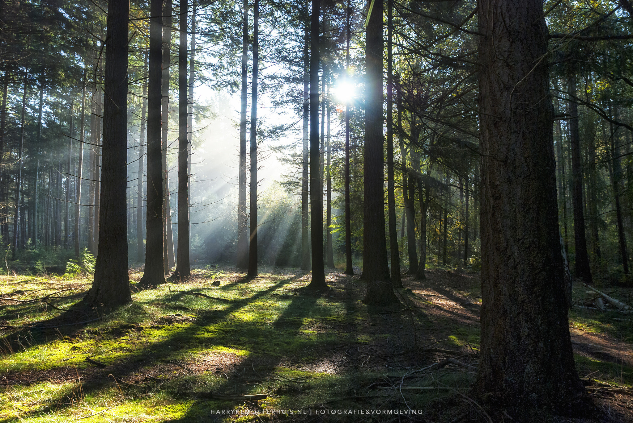 Nikon D80 sample photo. The cold morning sun photography