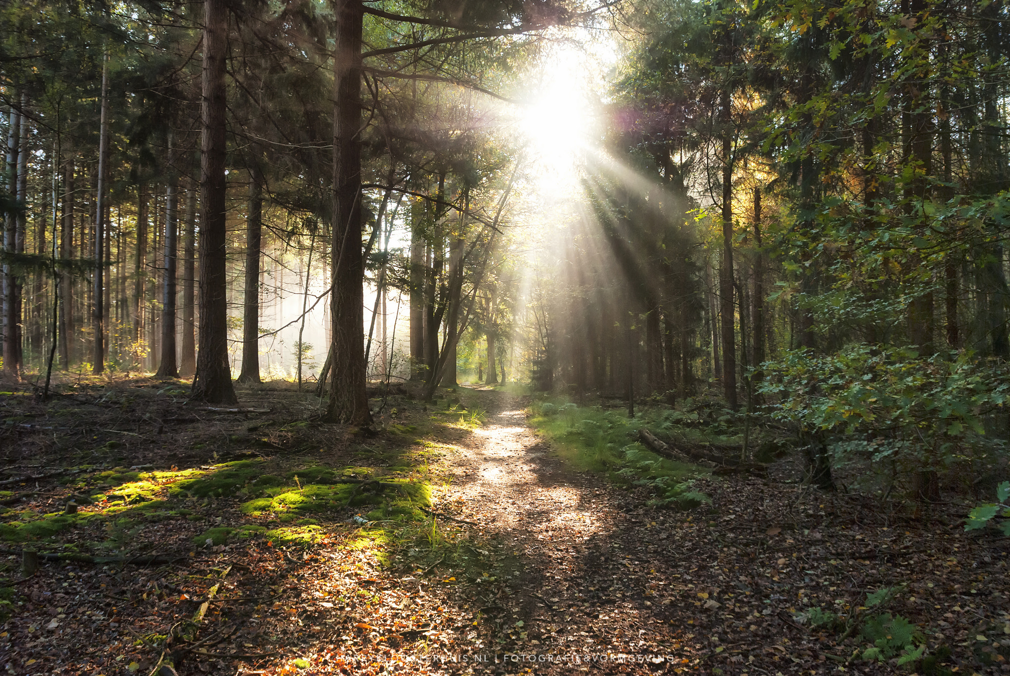 Nikon D80 sample photo. Ray of light photography