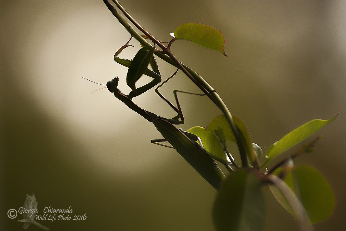 Sigma APO Macro 150mm f/2.8 EX DG HSM sample photo. Mantis religiosa photography