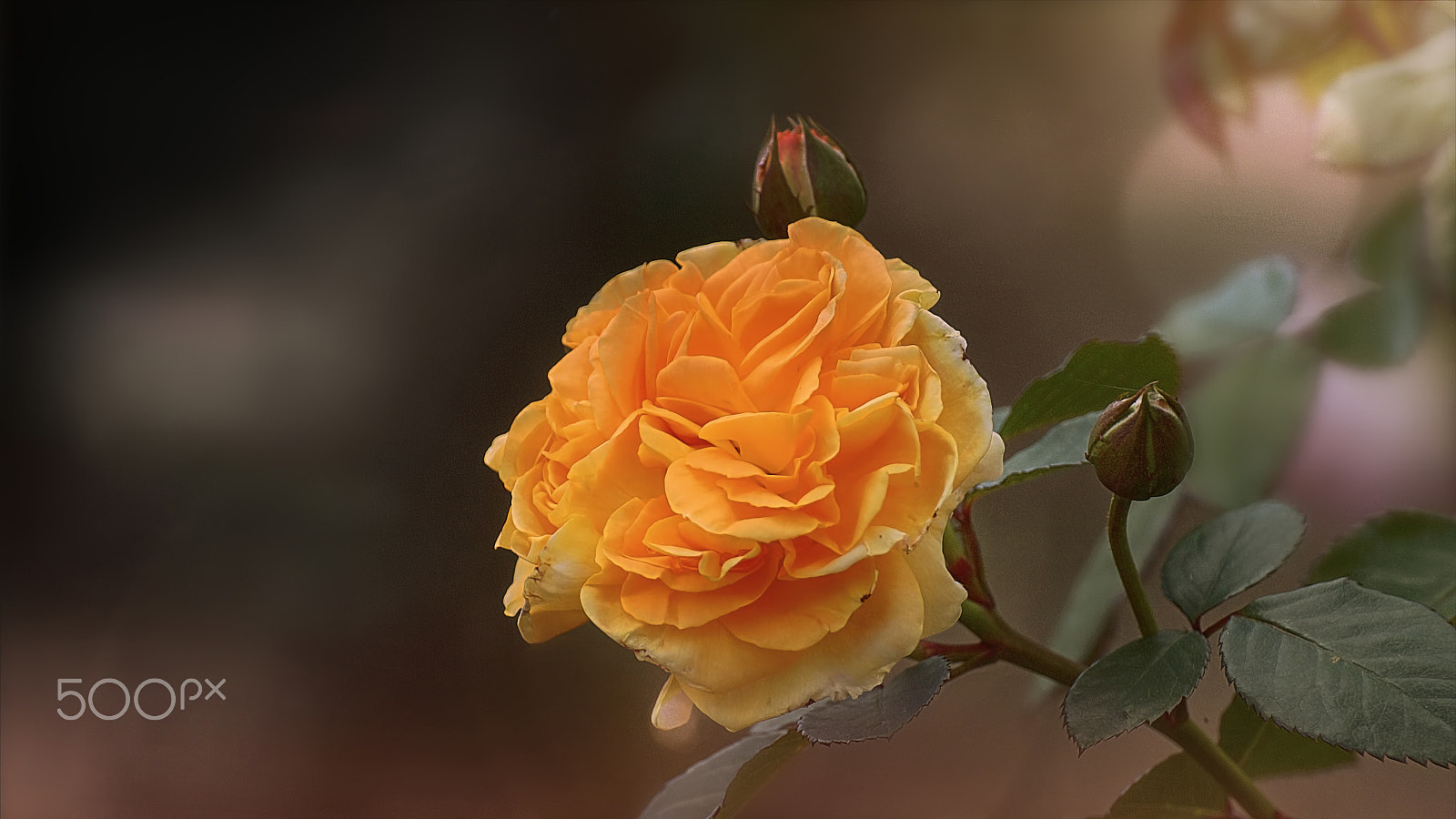 Tamron SP 70-300mm F4-5.6 Di USD sample photo. Rose photography