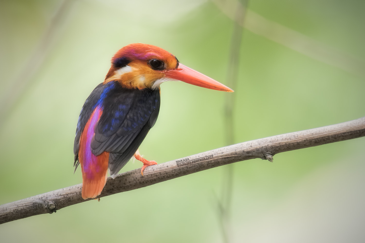 Nikon Nikkor AF-S 300mm F4E PF ED VR sample photo. Black backed kingfisher photography