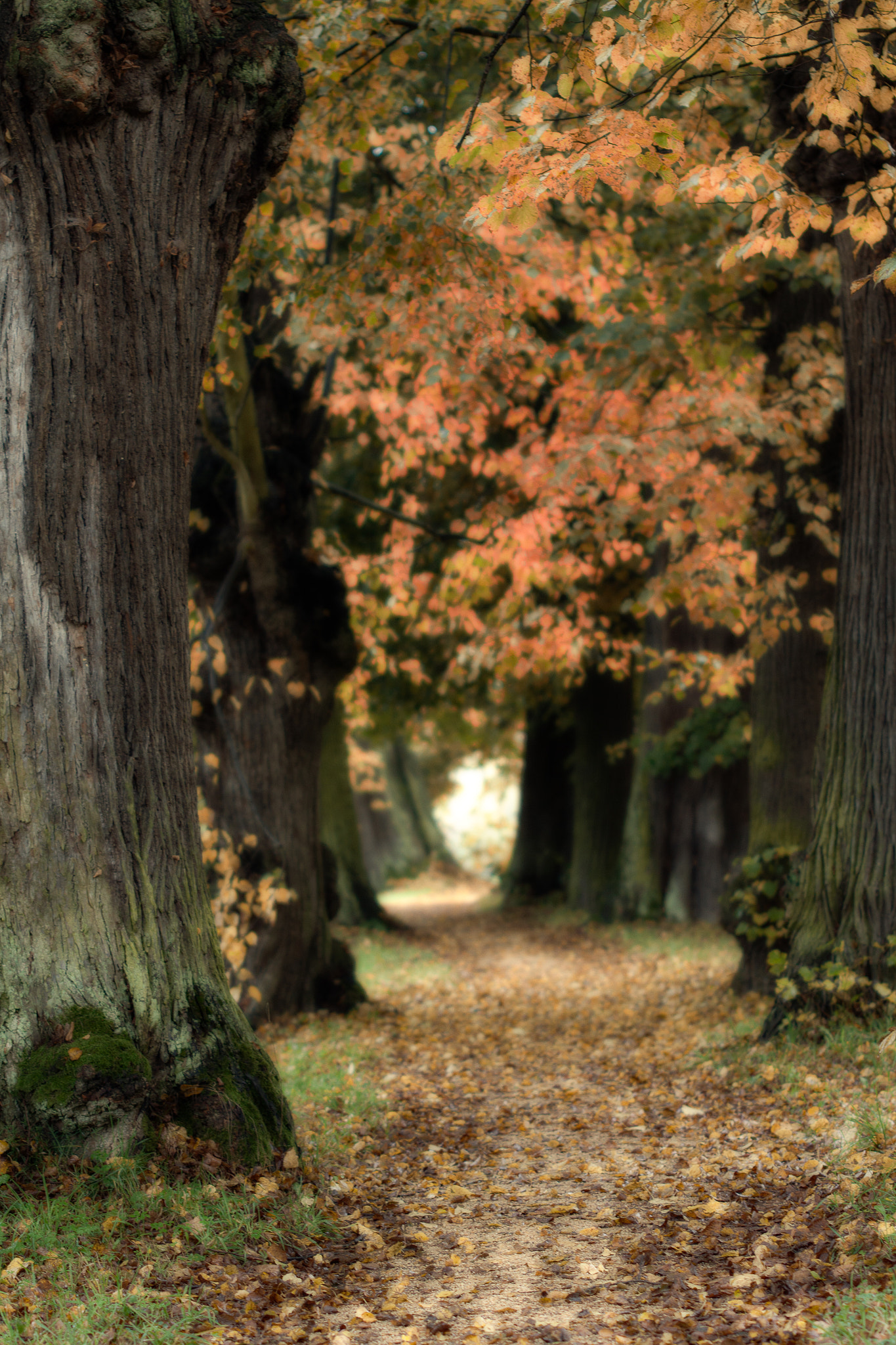 Sigma 70-200mm F2.8 EX DG OS HSM sample photo. Herbst photography