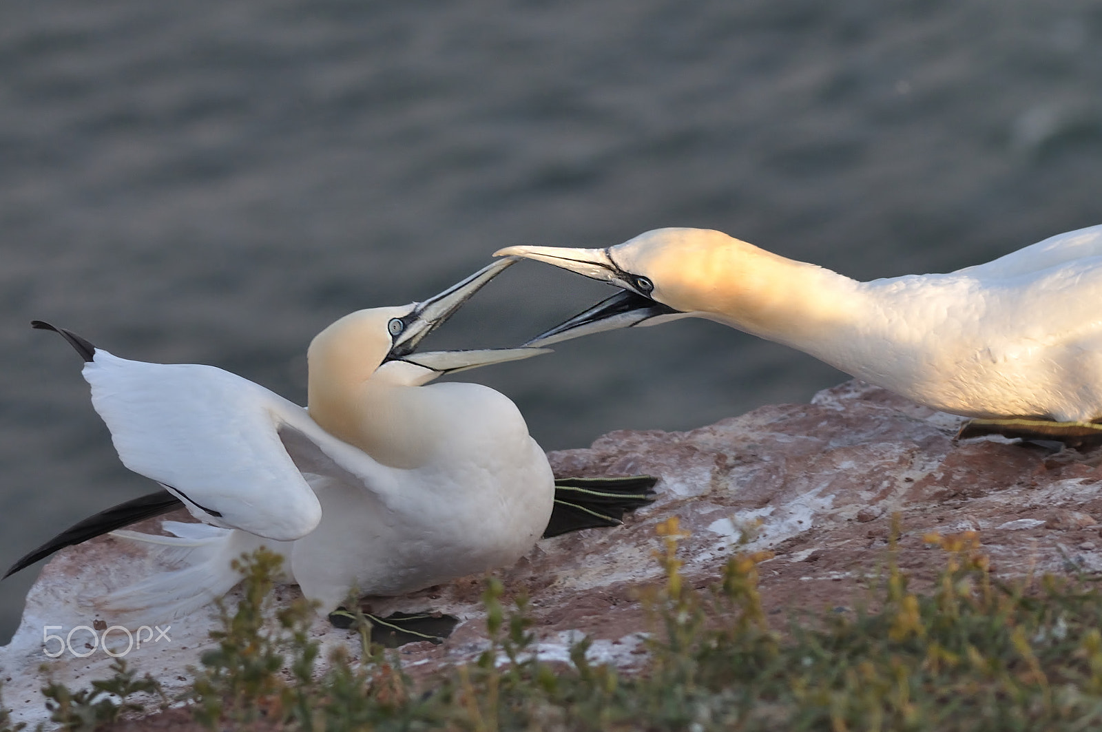 Sigma 150-500mm F5-6.3 DG OS HSM sample photo. Northern gannet photography