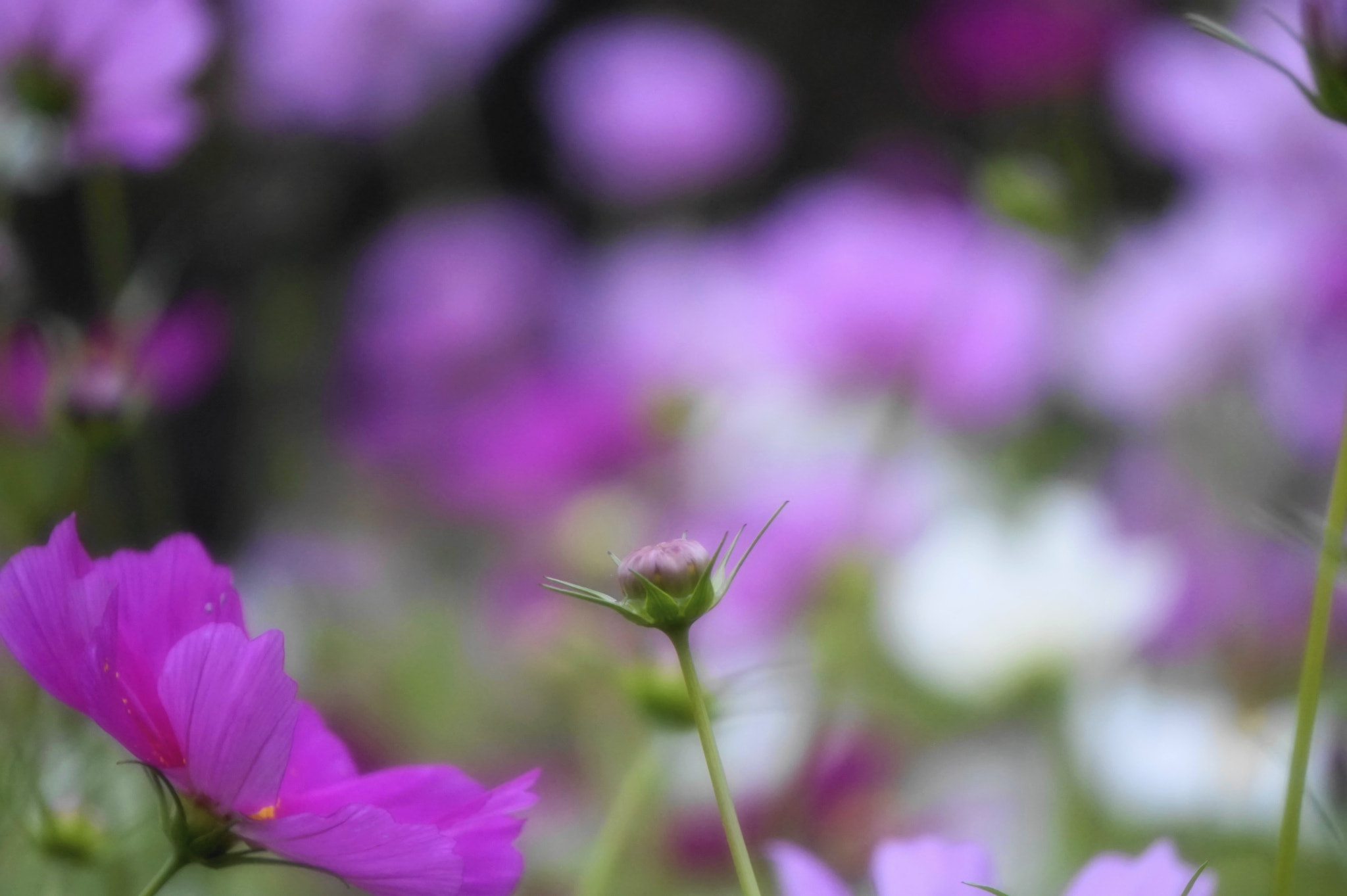 Sony E 55-210mm F4.5-6.3 OSS sample photo. 秋桜。 photography