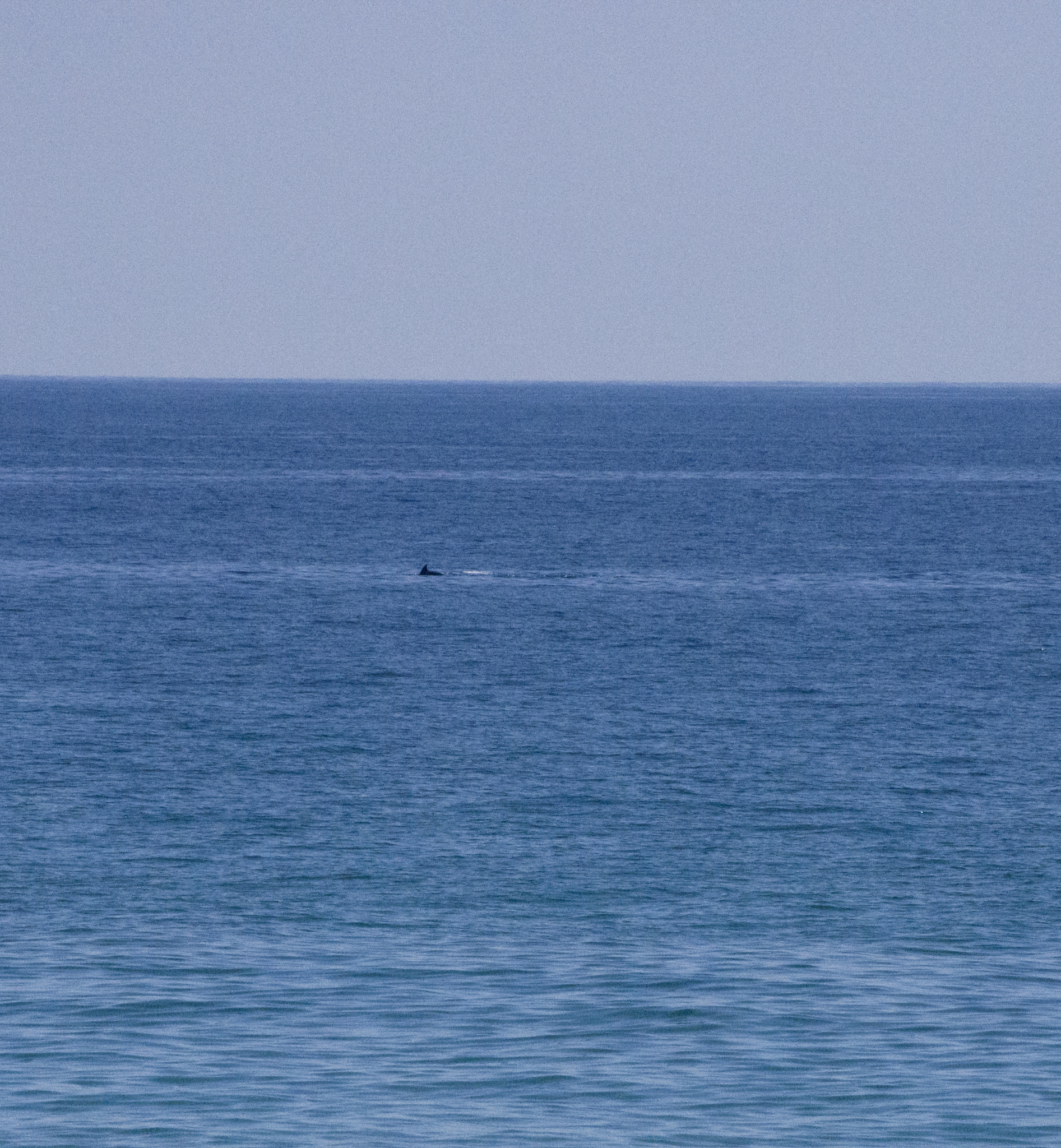 smc PENTAX-DA L 50-200mm F4-5.6 ED sample photo. Strad photography