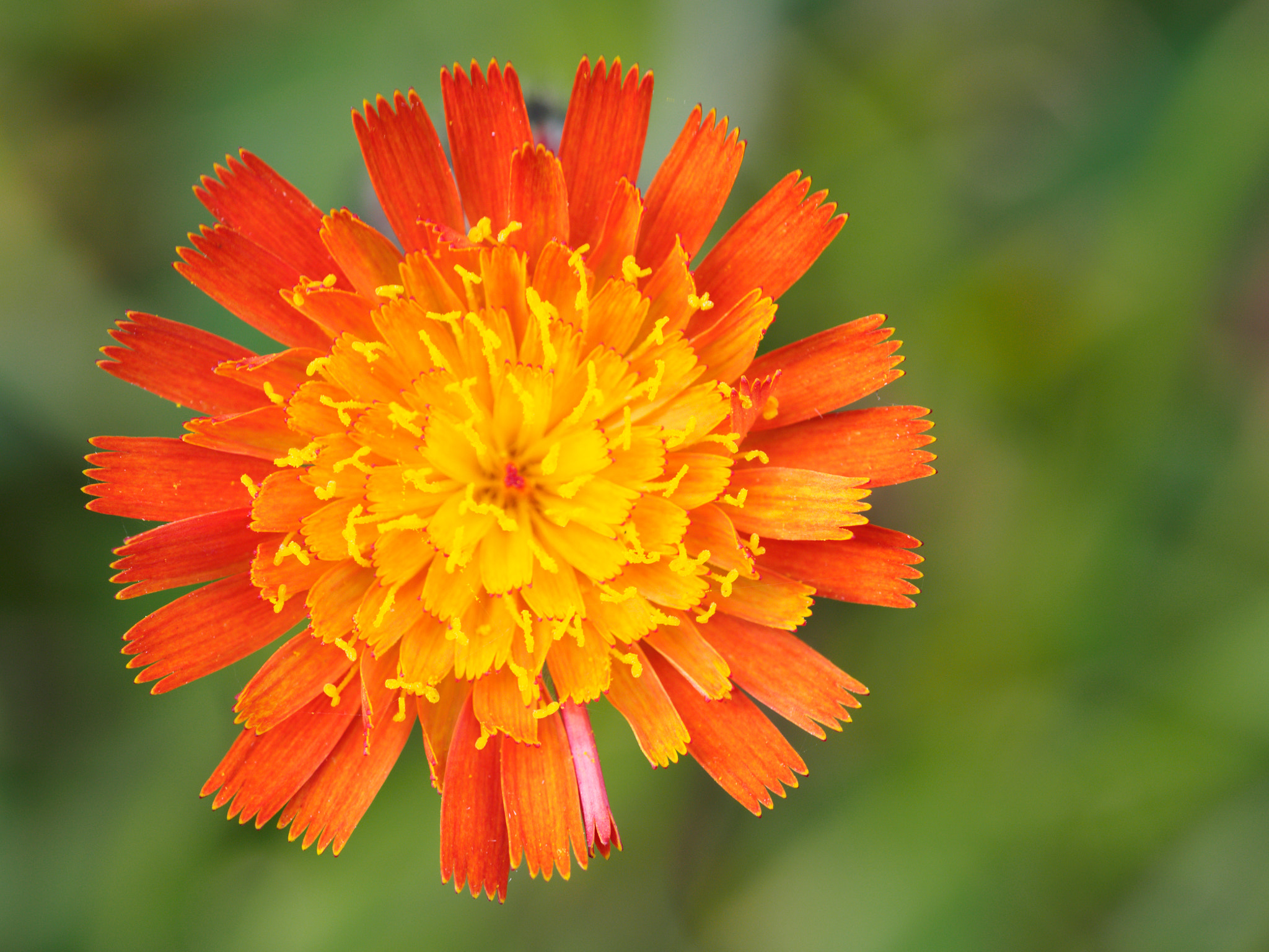 Olympus M.Zuiko Digital ED 60mm F2.8 Macro sample photo. 橙色の花 (orange flower) photography