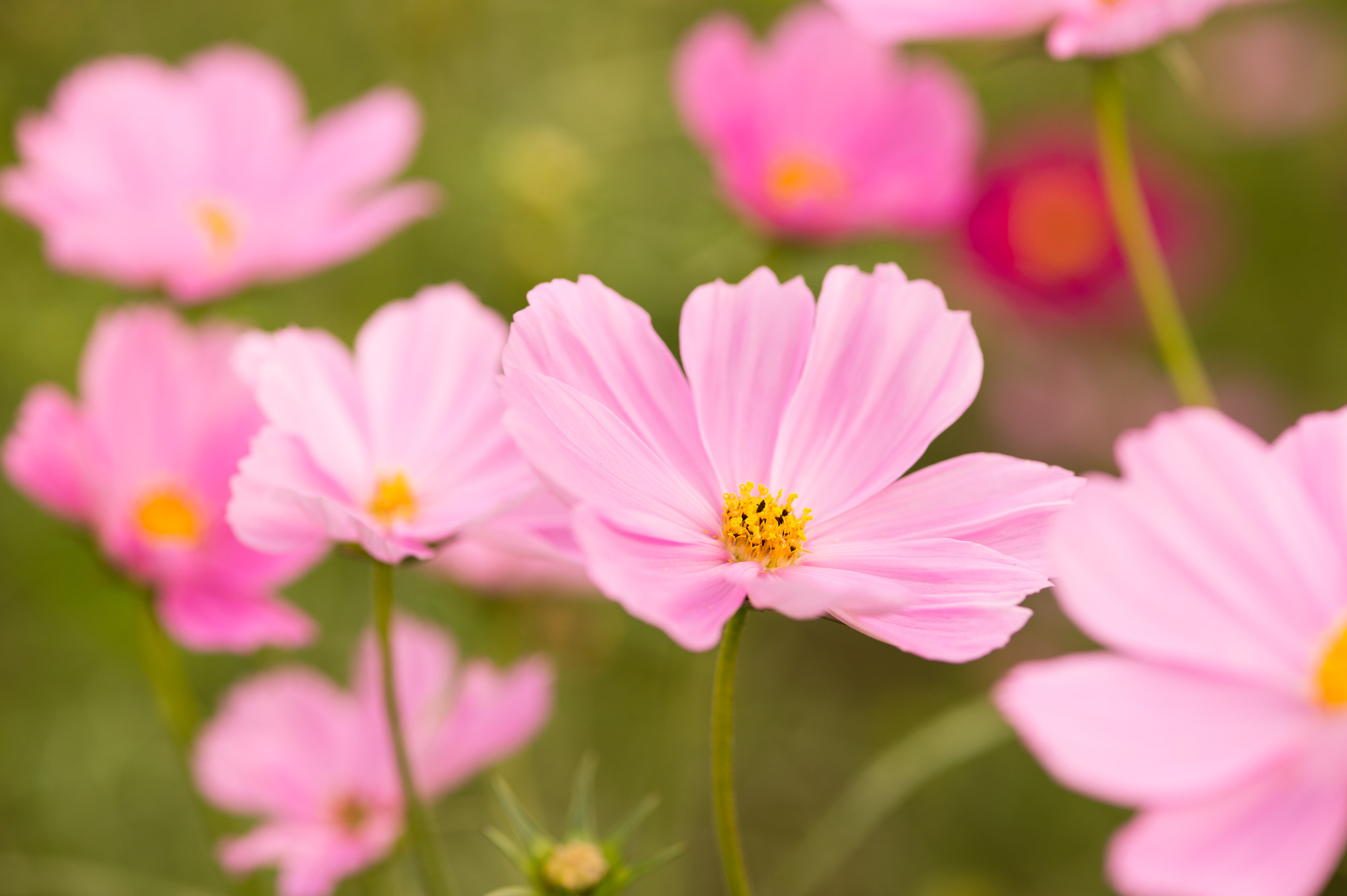 Nikon Df + ZEISS Makro-Planar T* 100mm F2 sample photo. 秋桜 2 photography