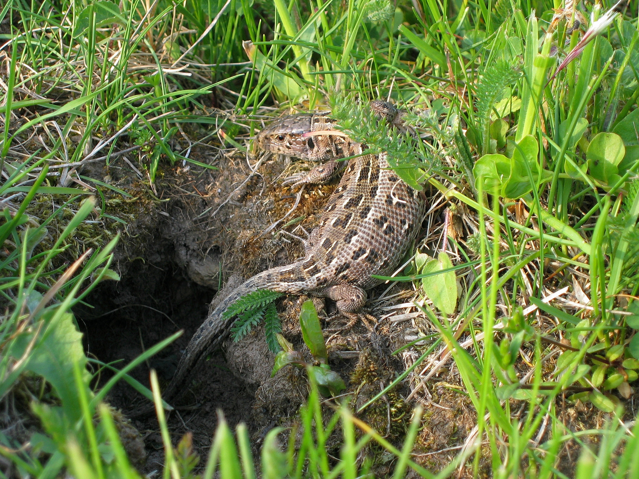 Canon POWERSHOT S45 sample photo. Lizard photography