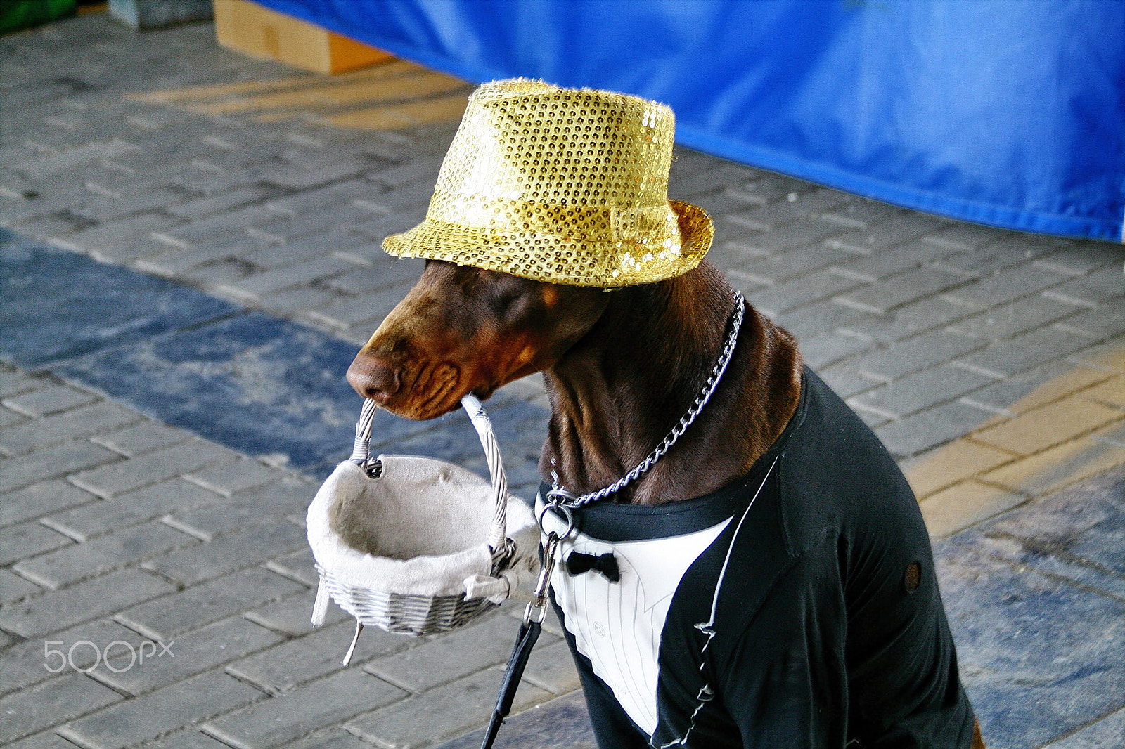 Canon EF 28-135mm F3.5-5.6 IS USM sample photo. Hund mit goldhut photography