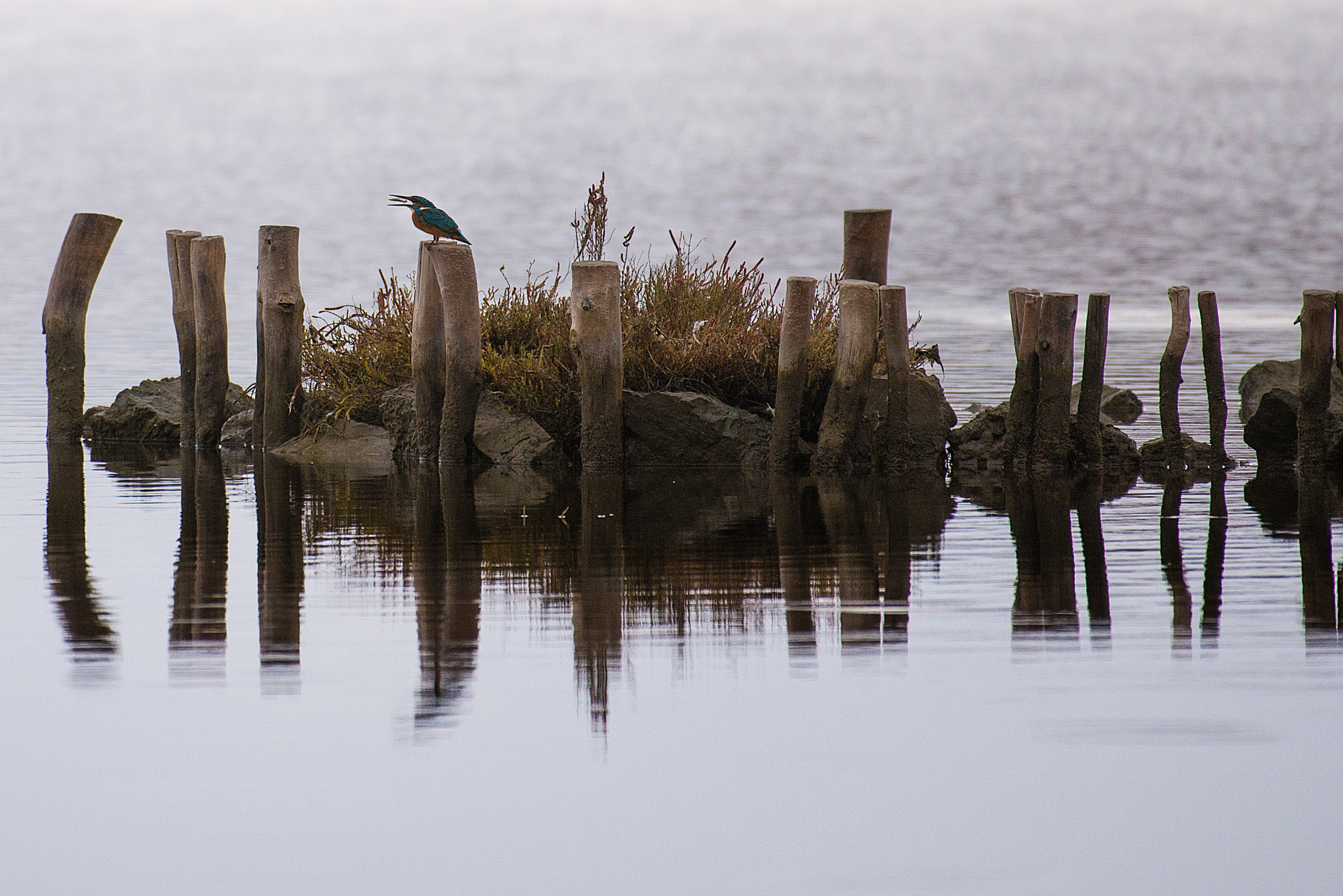 Nikon AF-S Nikkor 200-500mm F5.6E ED VR sample photo. Kingfisher photography