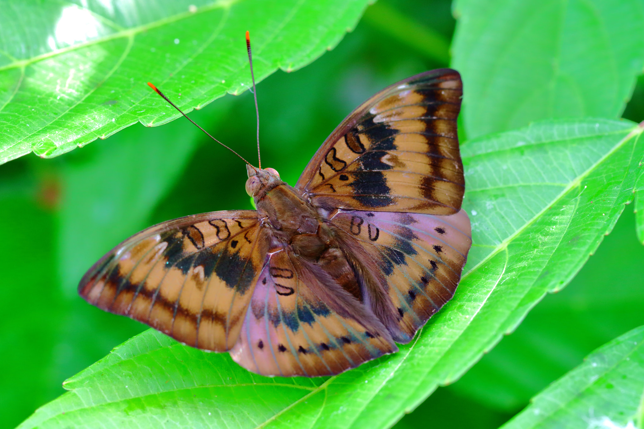 Canon EOS M3 sample photo. Butterfly photography