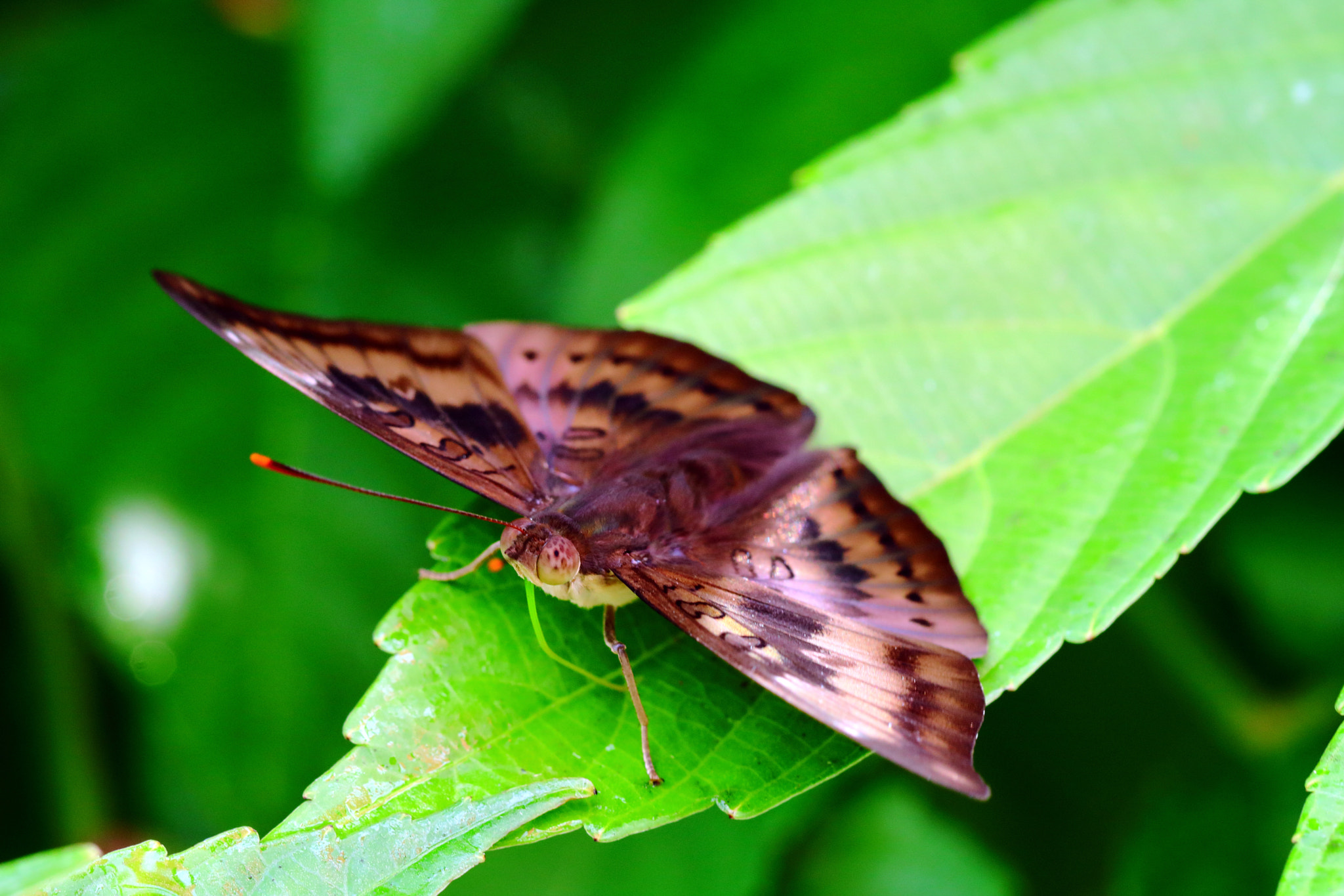 Canon EOS M3 sample photo. Butterfly photography