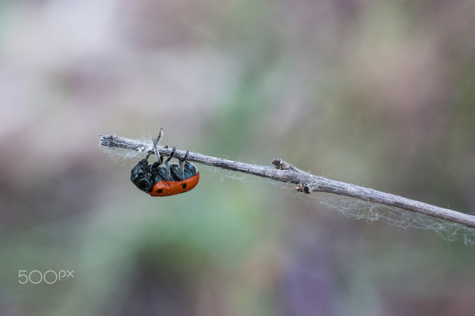 Canon EF 100mm F2.8 Macro USM sample photo. Equilibrista photography