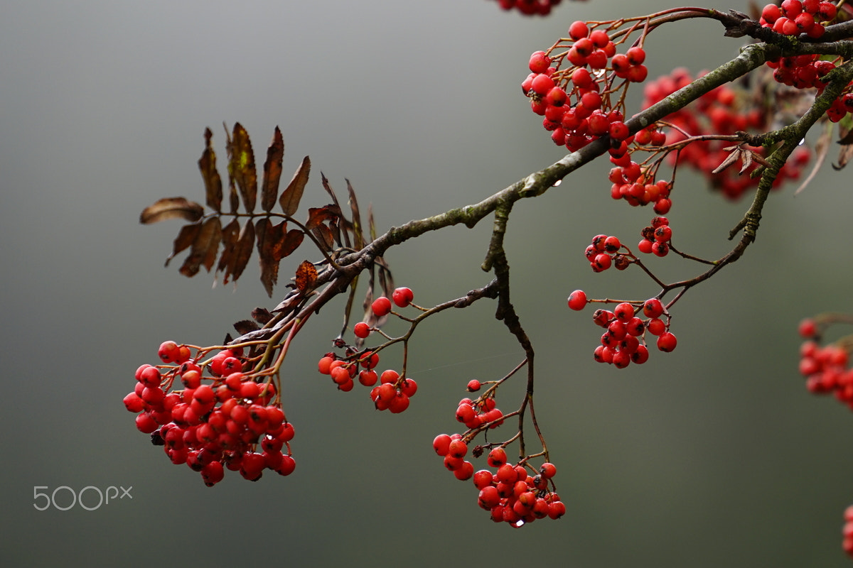 Sony a7 II + Sony FE 70-200mm F4 G OSS sample photo. Yewberries in the fog photography