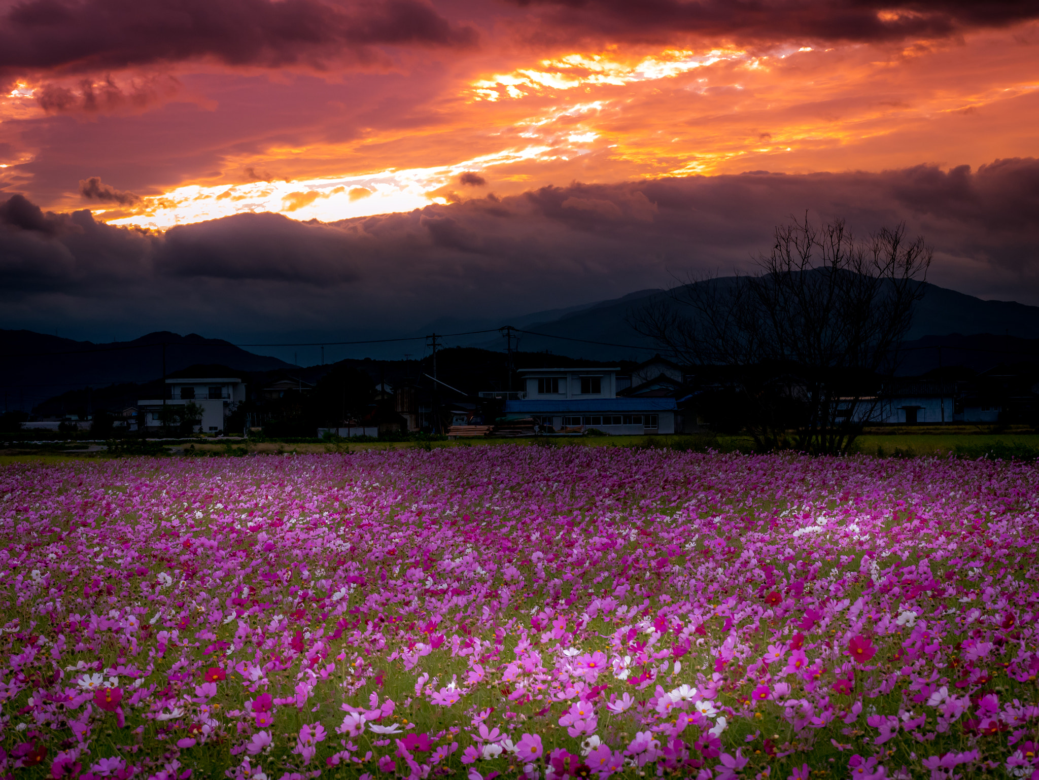 Panasonic Lumix DMC-GX85 (Lumix DMC-GX80 / Lumix DMC-GX7 Mark II) sample photo. Cosmos field of sunset photography