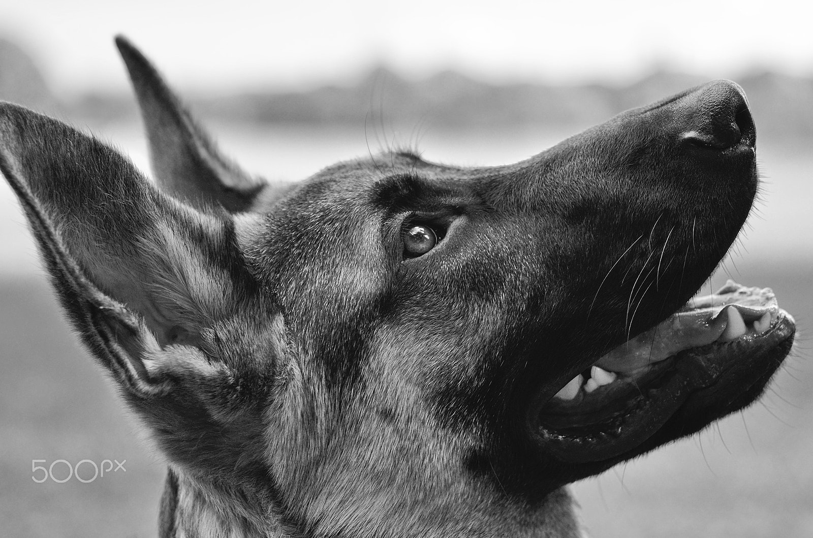 Nikon AF-S Micro-Nikkor 60mm F2.8G ED sample photo. Alvin - german shepherd photography