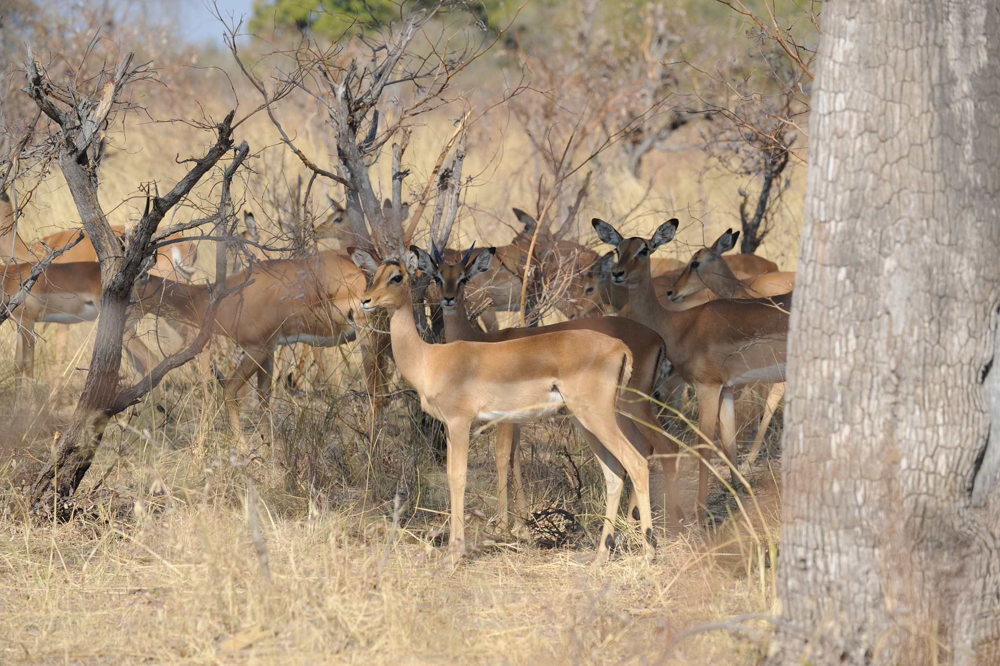 Sigma APO Macro 180mm F3.5 EX DG HSM sample photo. Namibia photography