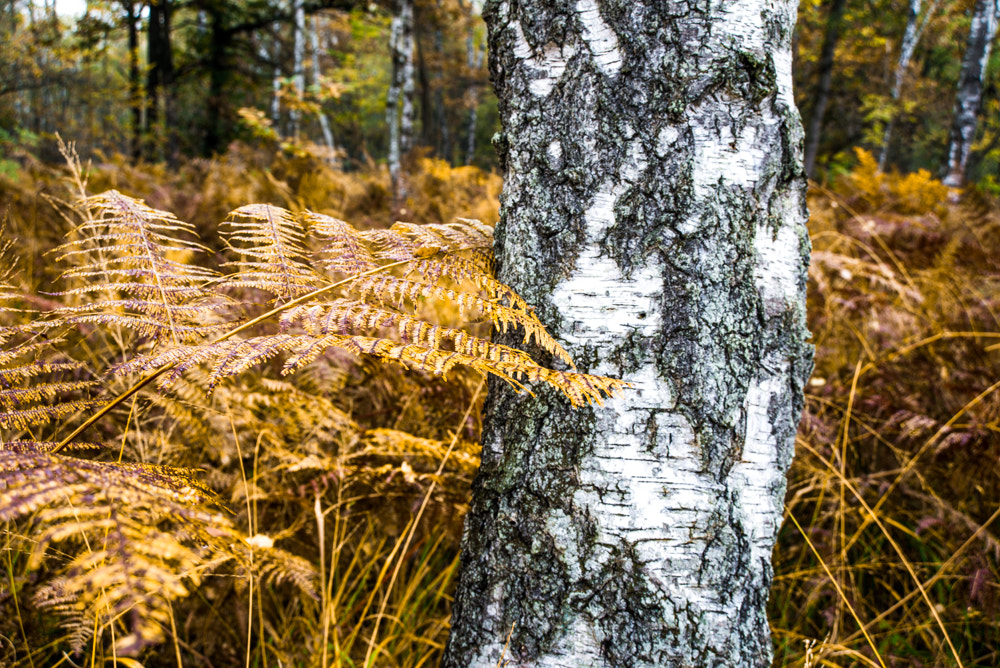 Nikon D600 sample photo. Birches and ferns photography