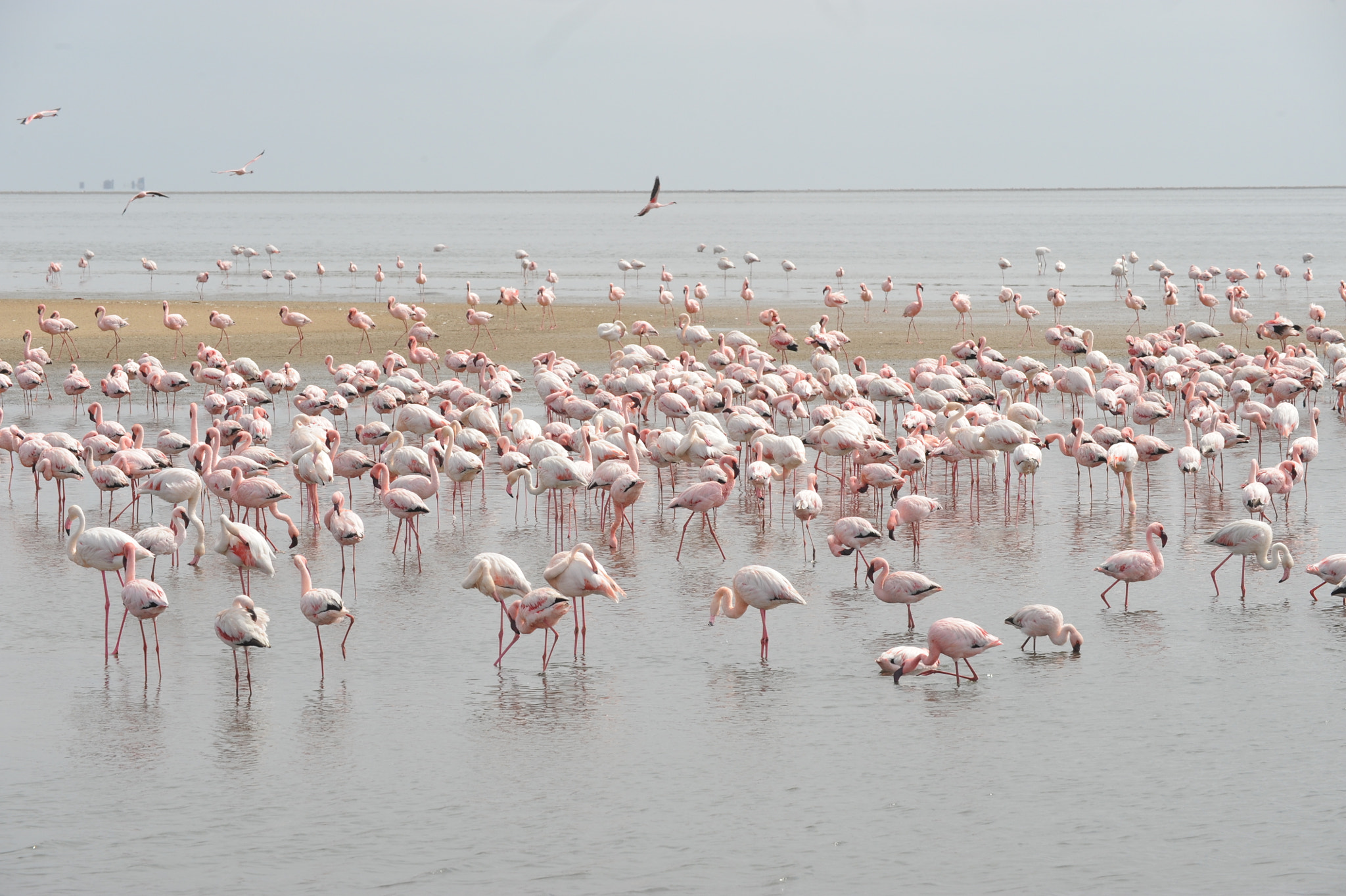 Nikon D700 sample photo. Flamingos photography