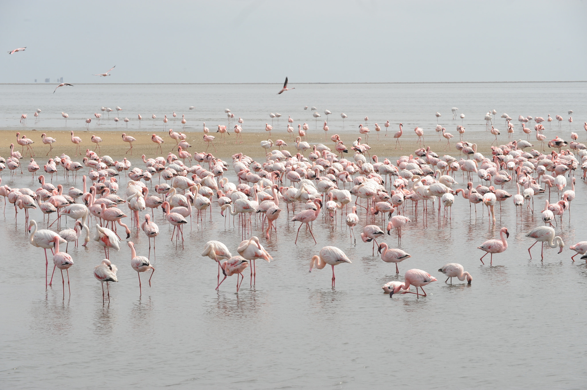 Sigma APO Macro 180mm F3.5 EX DG HSM sample photo. Flamingos photography