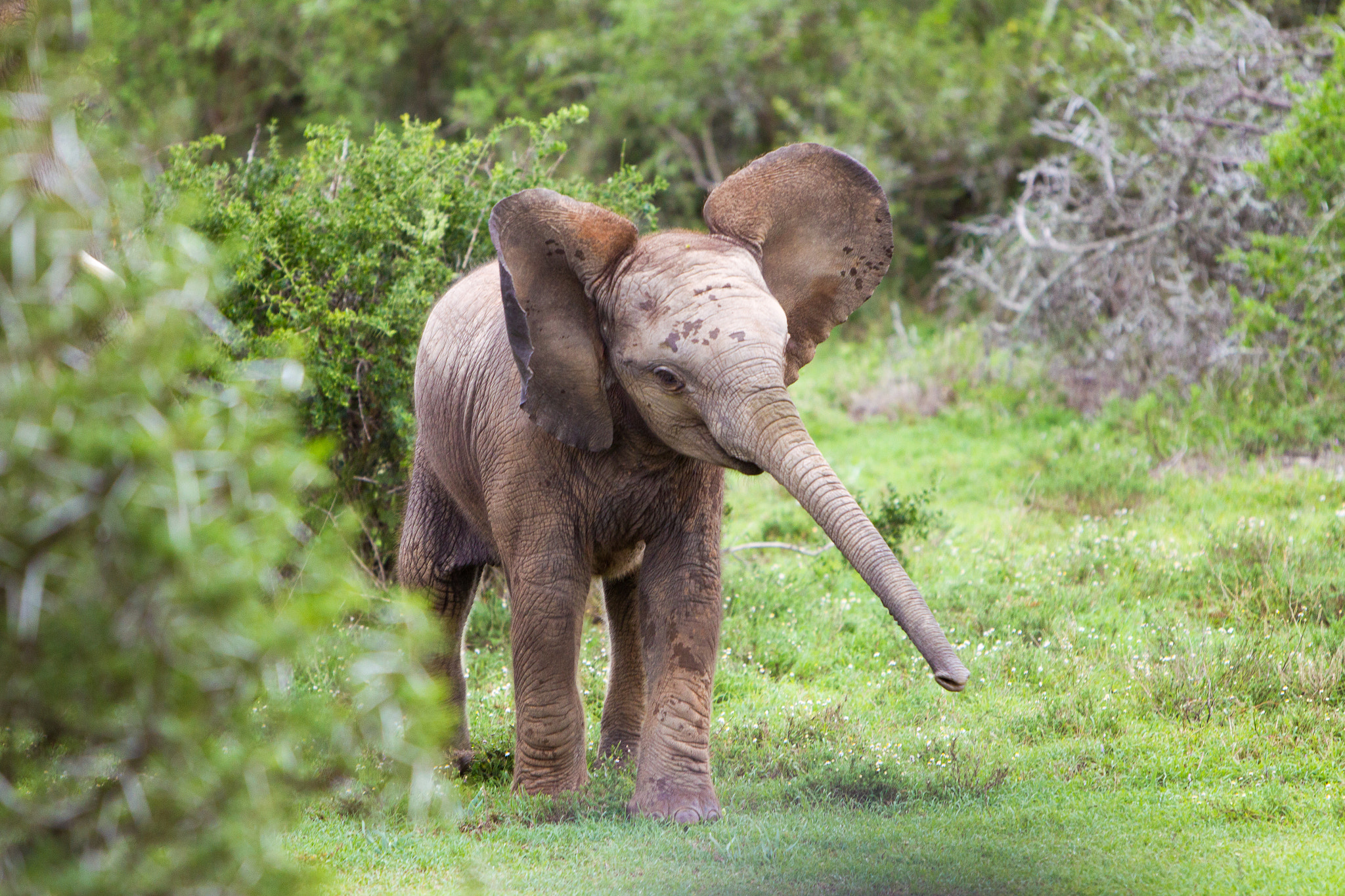 Canon EOS-1D Mark IV sample photo. Fun with his trunk photography