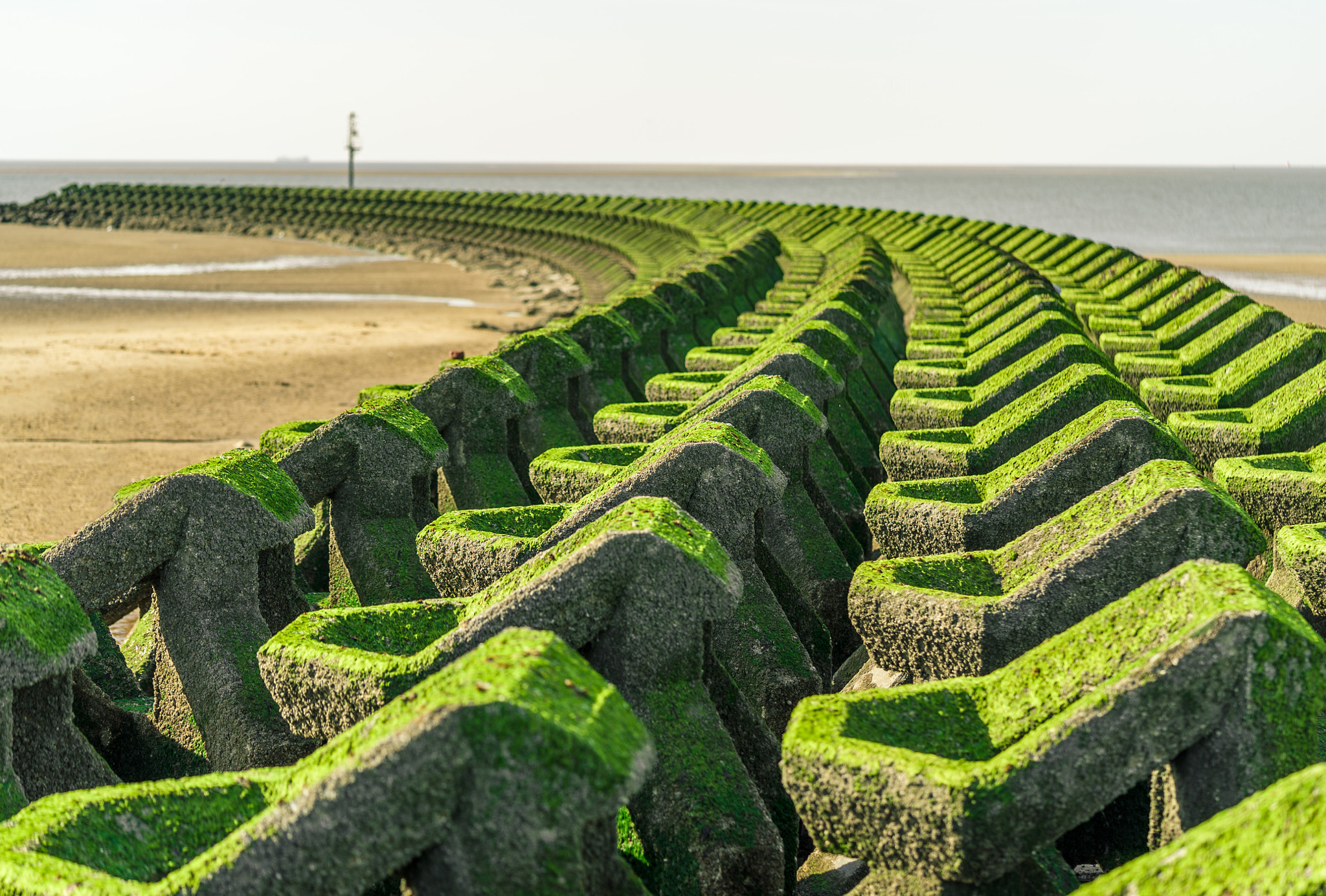 Sony a7S + Sony FE 90mm F2.8 Macro G OSS sample photo. New brighton photography