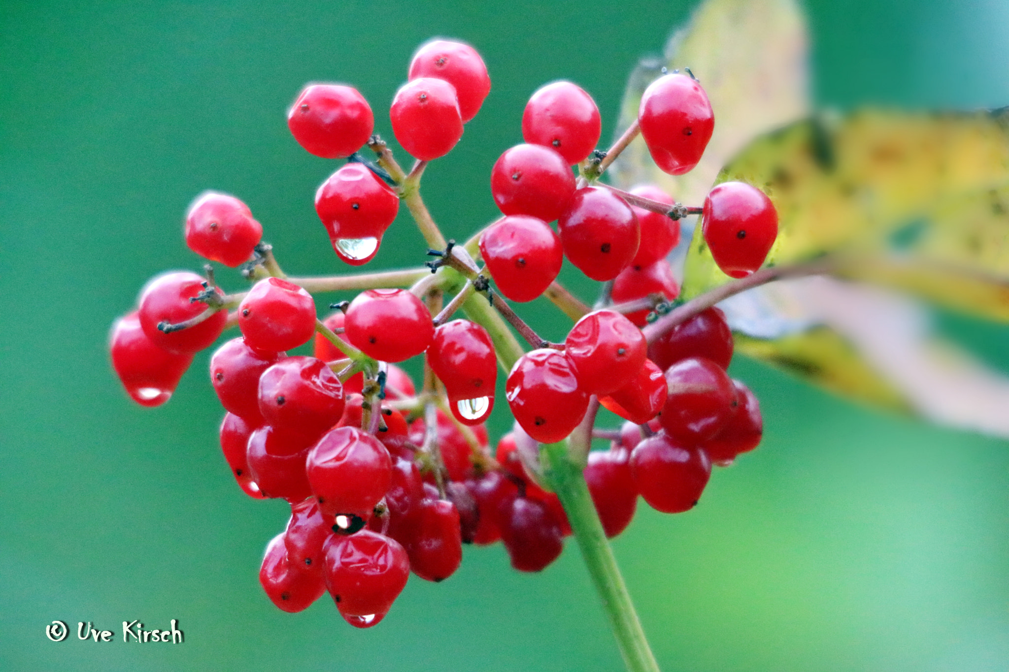 Canon EOS 760D (EOS Rebel T6s / EOS 8000D) + Sigma 150-500mm F5-6.3 DG OS HSM sample photo. Red berries photography