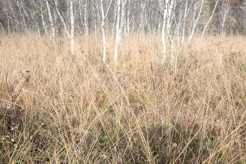Nikon D600 sample photo. Birches photography