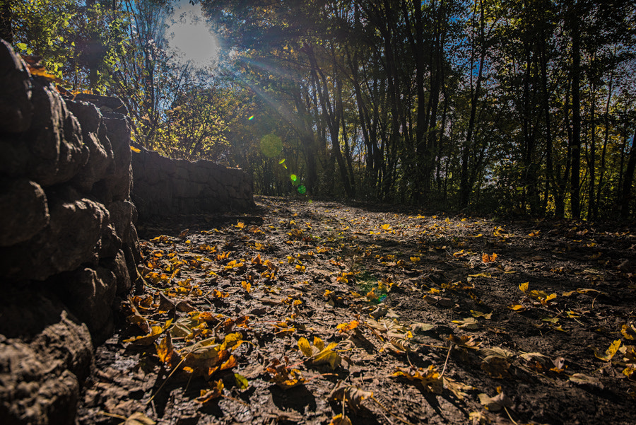 Sigma 12-24mm F4.5-5.6 II DG HSM sample photo. Leaf in autumn photography