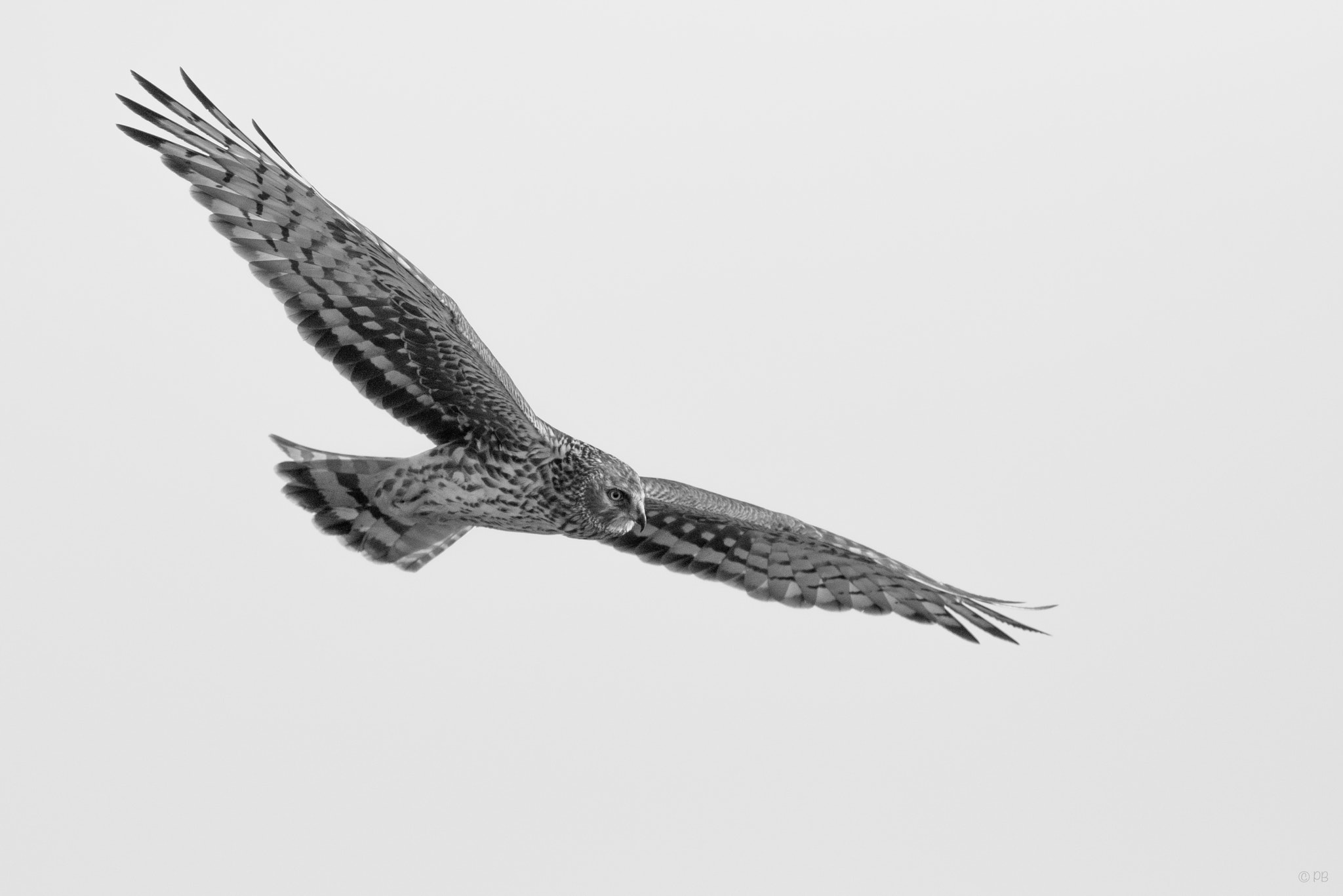 Canon EF 300mm F2.8L IS USM sample photo. Hen harrier photography