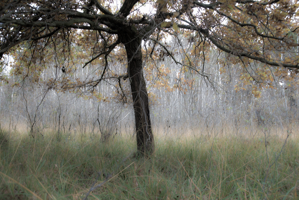 Nikon D600 sample photo. A fable time photography