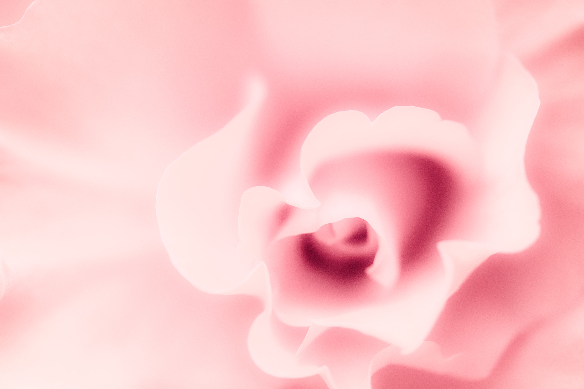 Canon EF 180mm F3.5L Macro USM sample photo. Rose photography