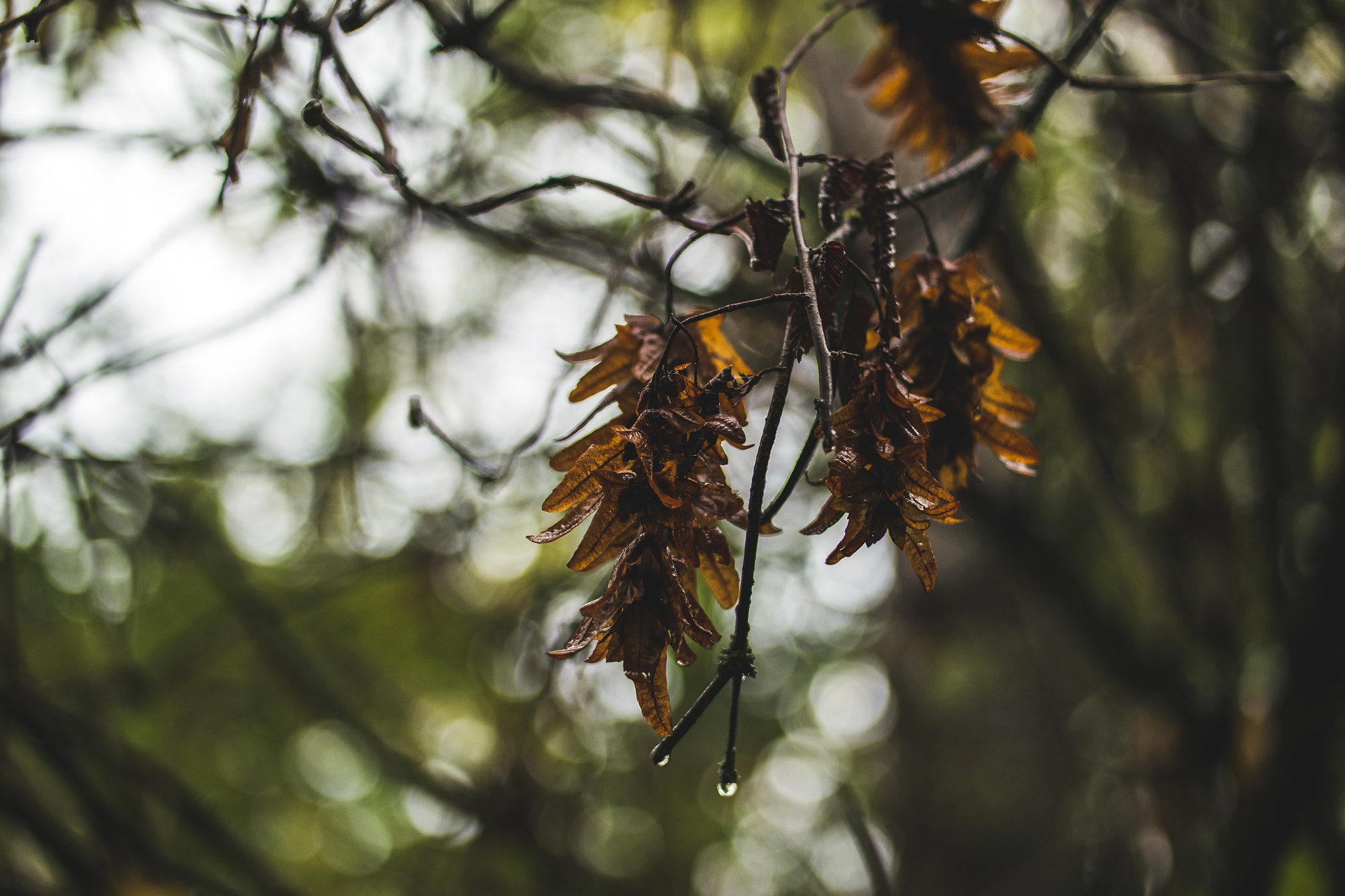 Samsung NX 45mm F1.8 sample photo. Rainy photography