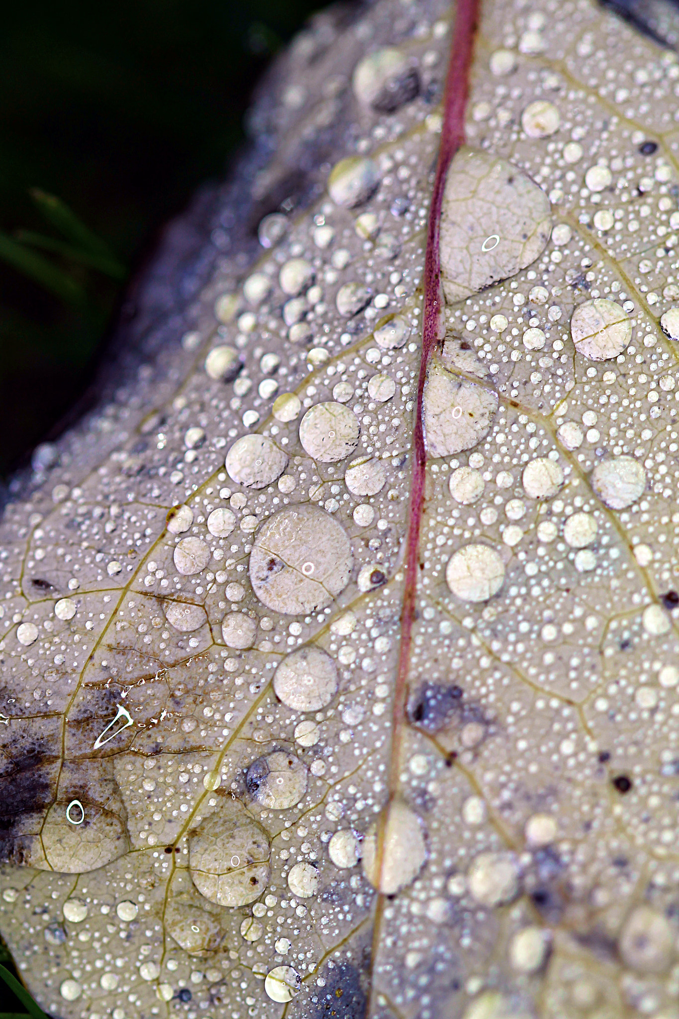 Canon EF 100mm F2.8 Macro USM sample photo. Fall photography