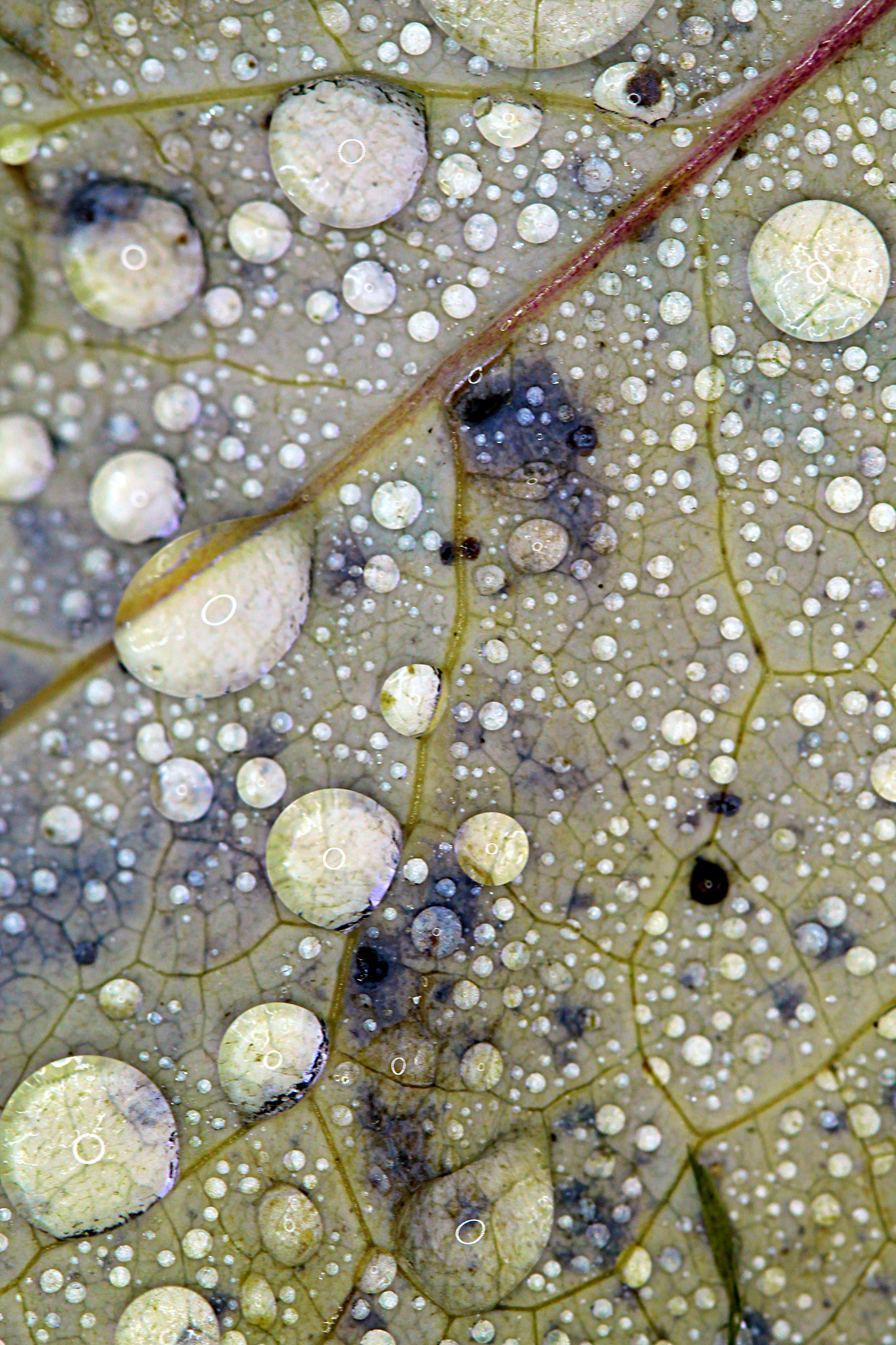 Canon EF 100mm F2.8 Macro USM sample photo. Fall photography
