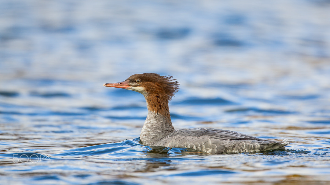 Canon EF 500mm F4L IS USM sample photo. Common merganser photography
