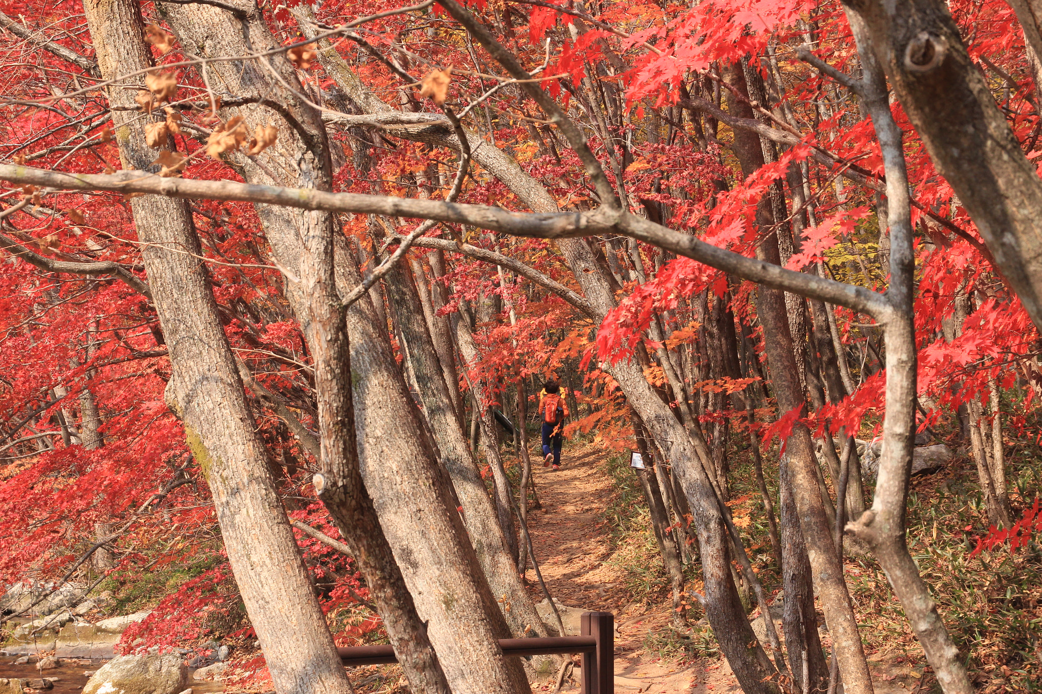 Canon EOS 650D (EOS Rebel T4i / EOS Kiss X6i) sample photo. Into fall photography