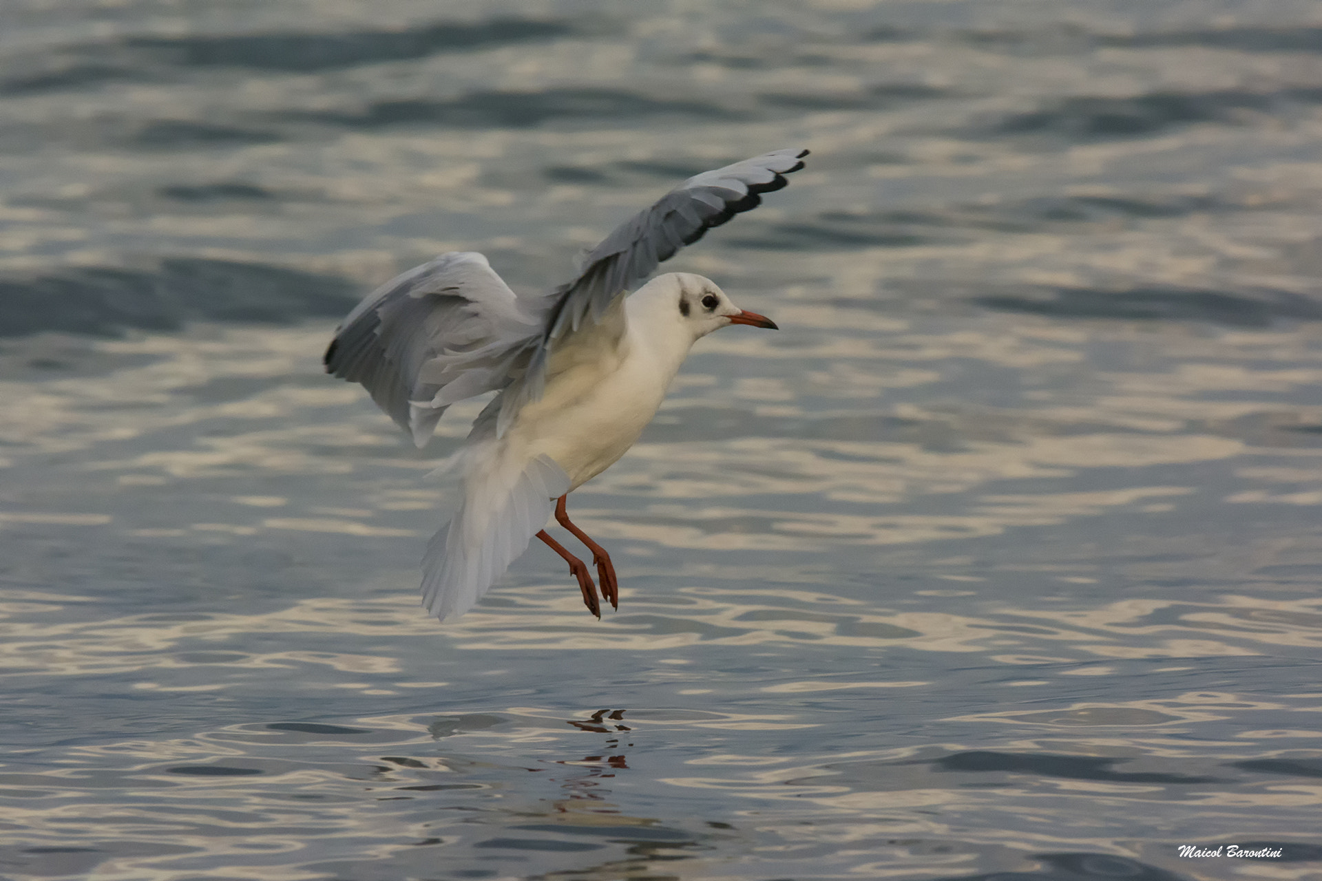 Sigma 120-400mm F4.5-5.6 DG OS HSM sample photo. Landing photography