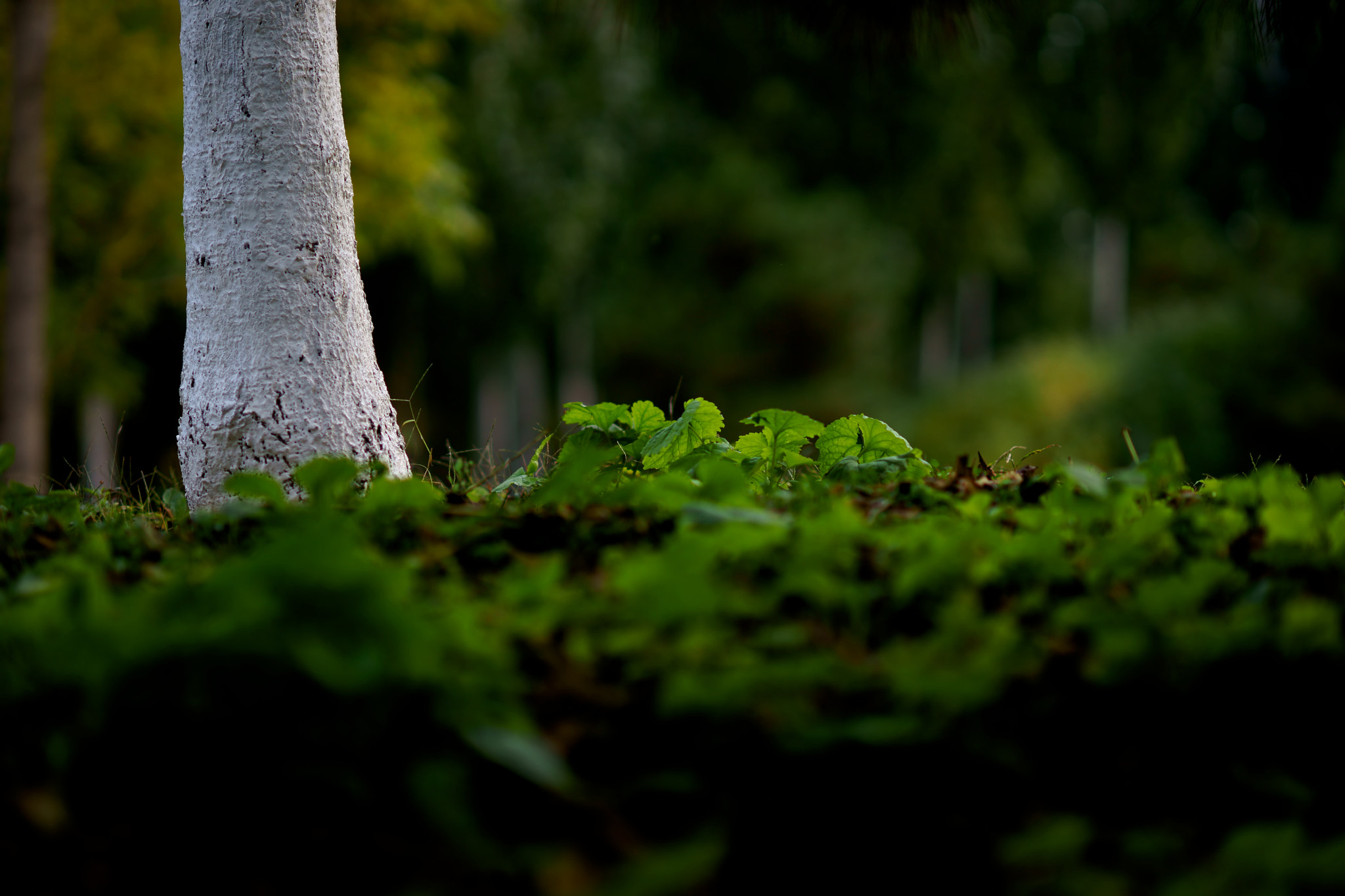 Sony Planar T* 85mm F1.4 ZA sample photo